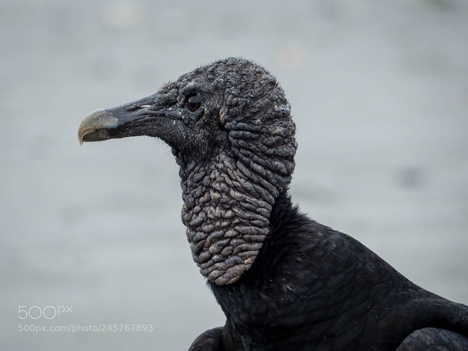 Panasonic Lumix DMC-FZ200 sample photo. Black vulture photography