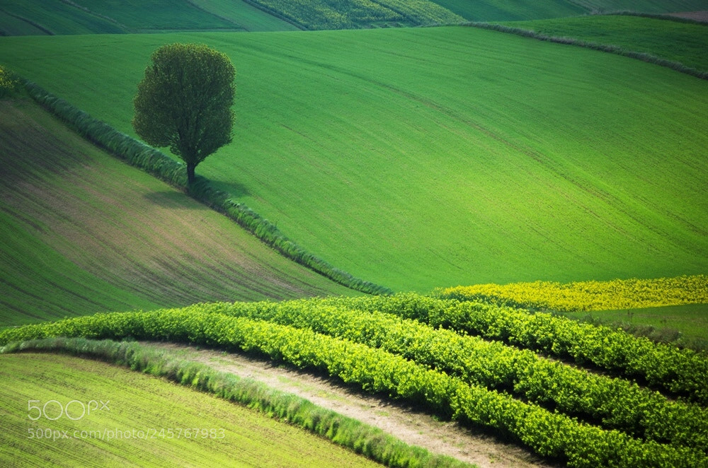 Pentax K-5 sample photo. Roztocze photography