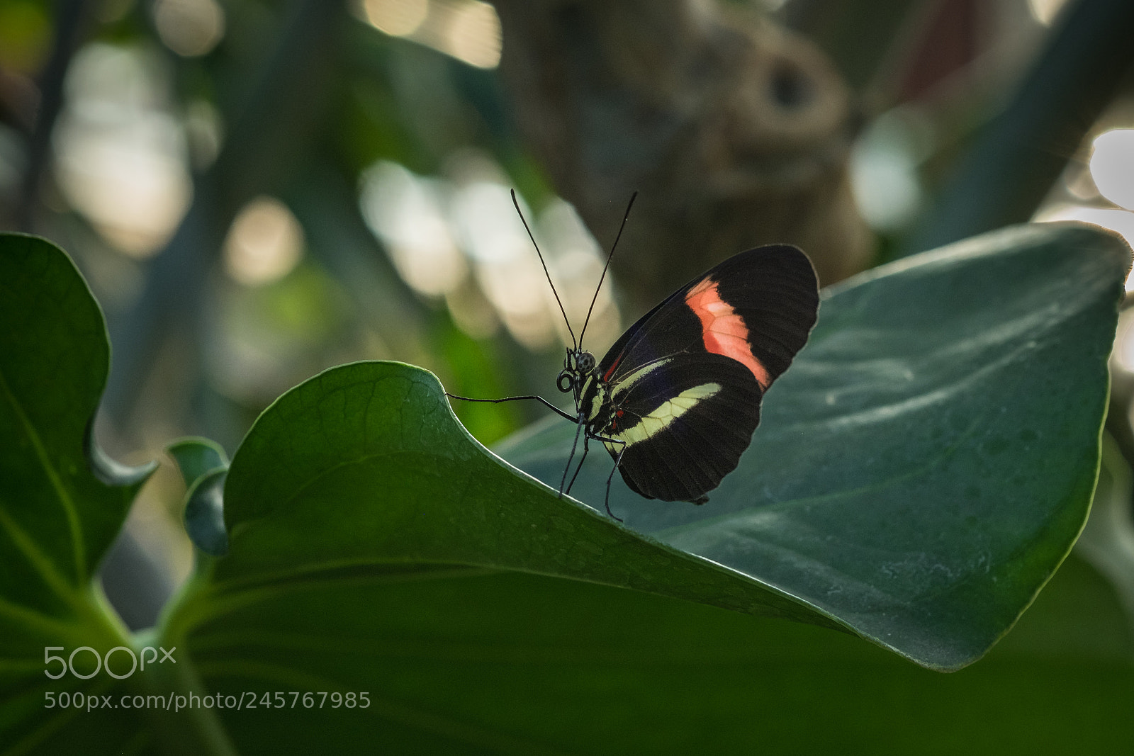 Fujifilm X-T1 sample photo. Kleiner postbote (heliconius erato) photography