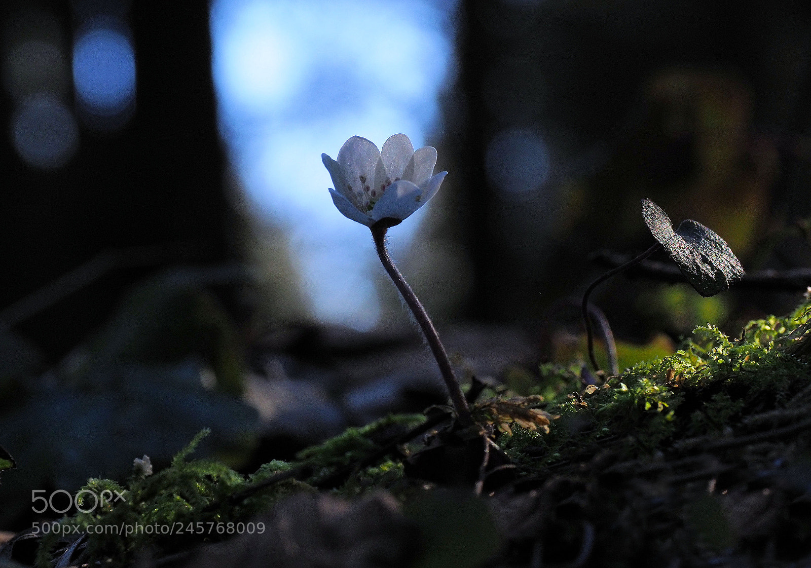 Olympus OM-D E-M1 Mark II sample photo. Hepatica nobilis photography