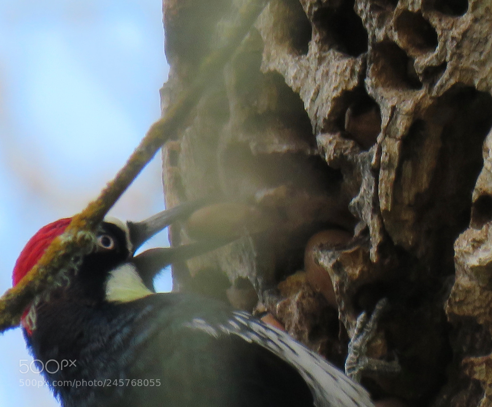 Canon PowerShot SX60 HS sample photo. Mouthful photography