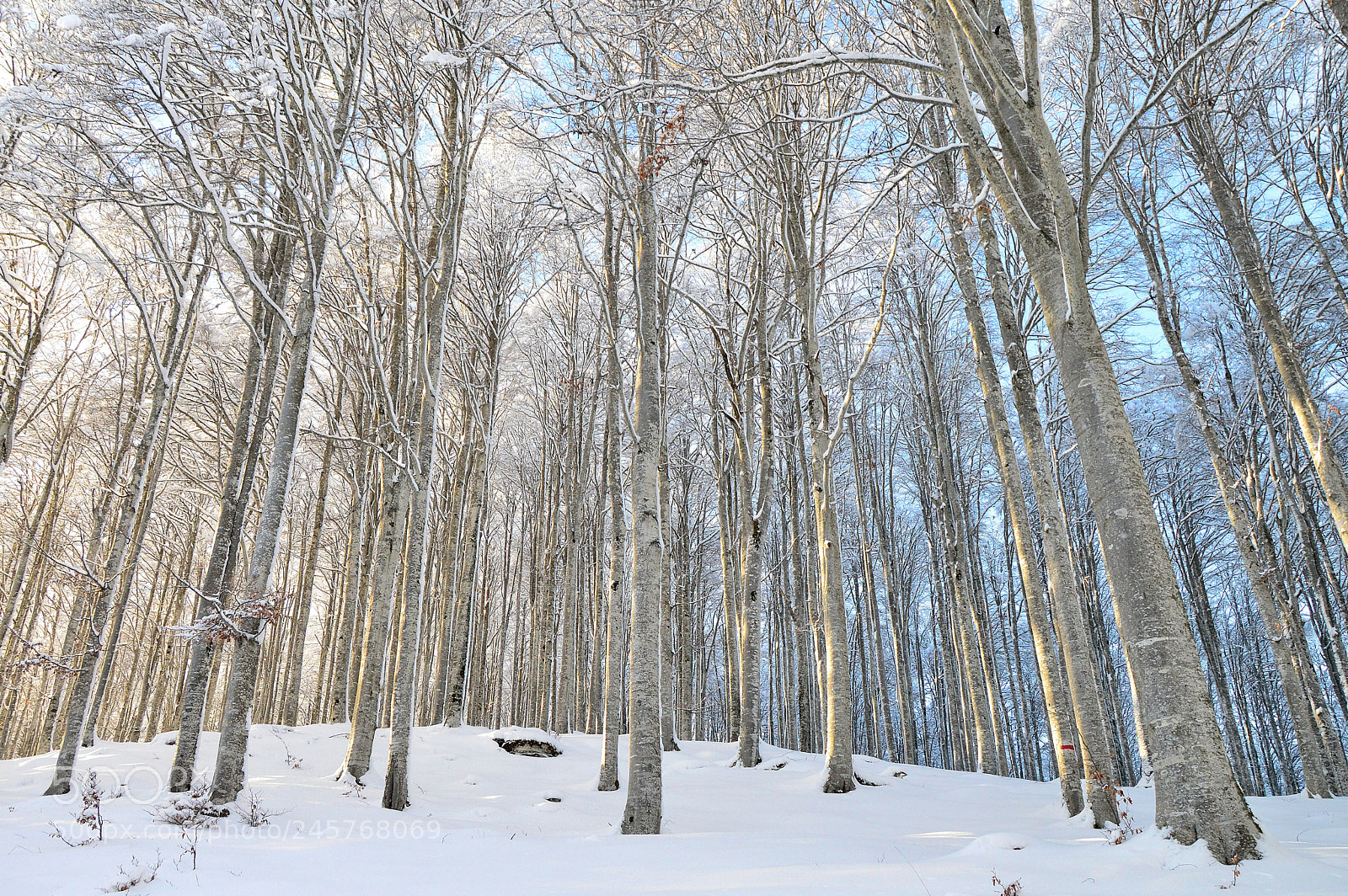 Nikon D3200 sample photo. Faggi photography