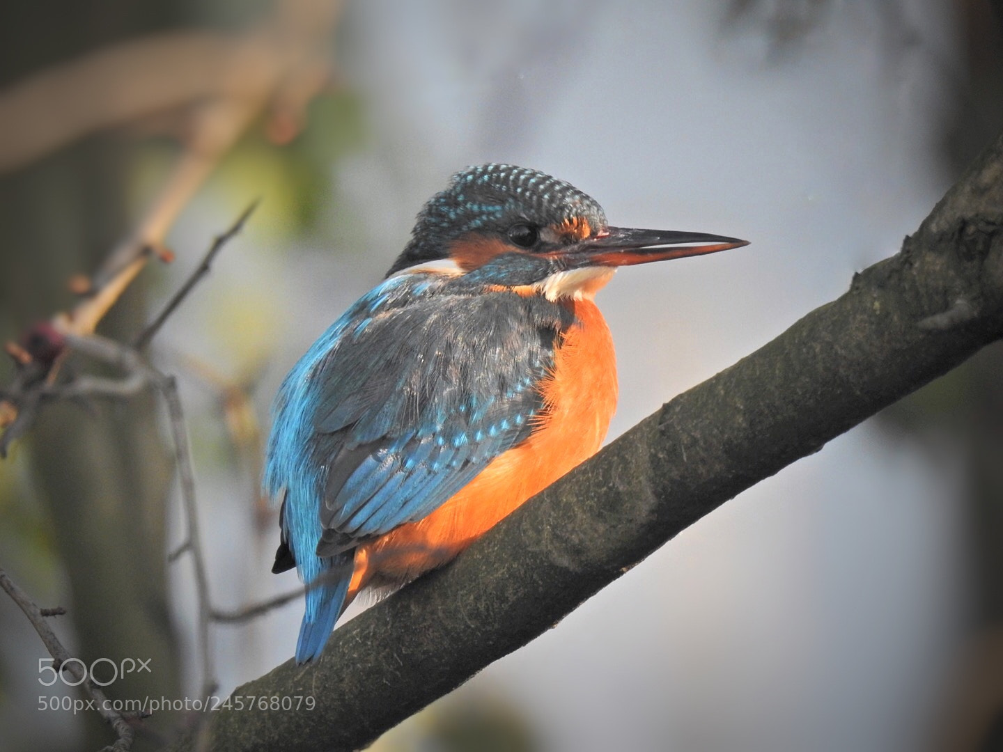 Nikon Coolpix P900 sample photo. Eisvogel/kingfisher photography