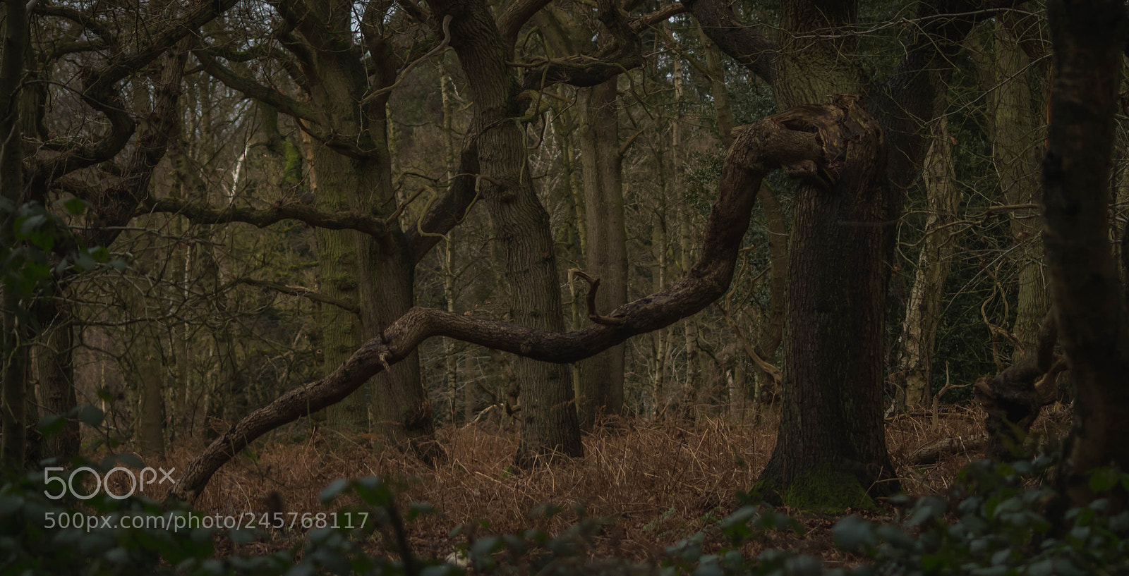 Pentax K-S2 sample photo. Elephant photography