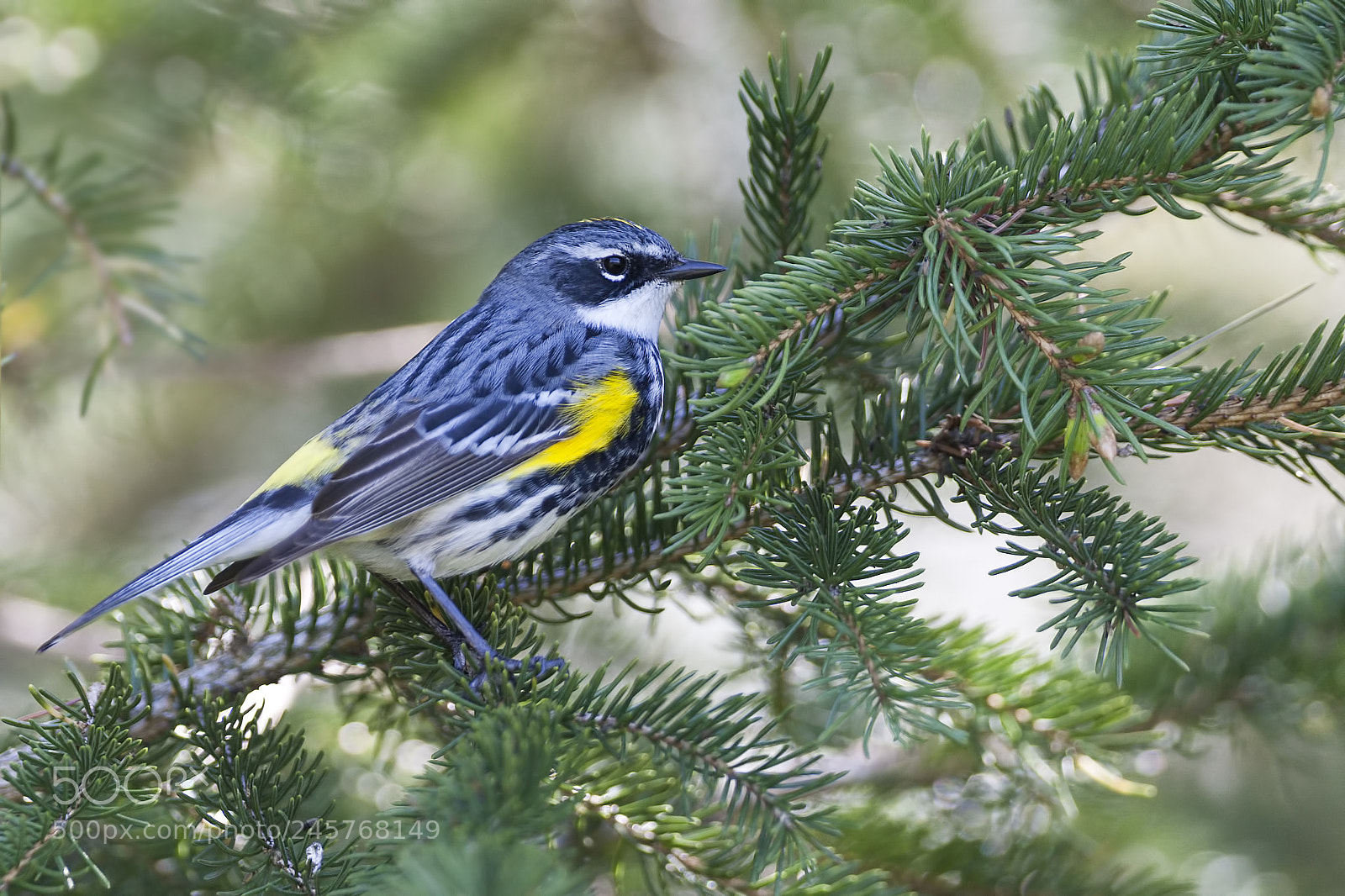 Canon EOS-1D Mark III sample photo. Yellow rumped warbler photography