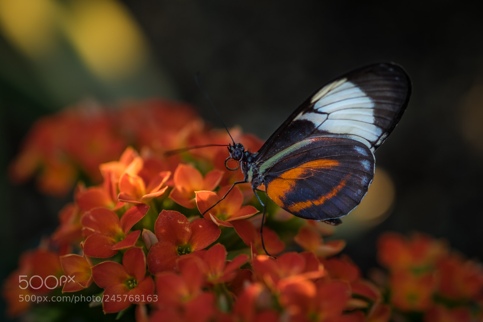 Fujifilm X-T1 sample photo. Orange photography
