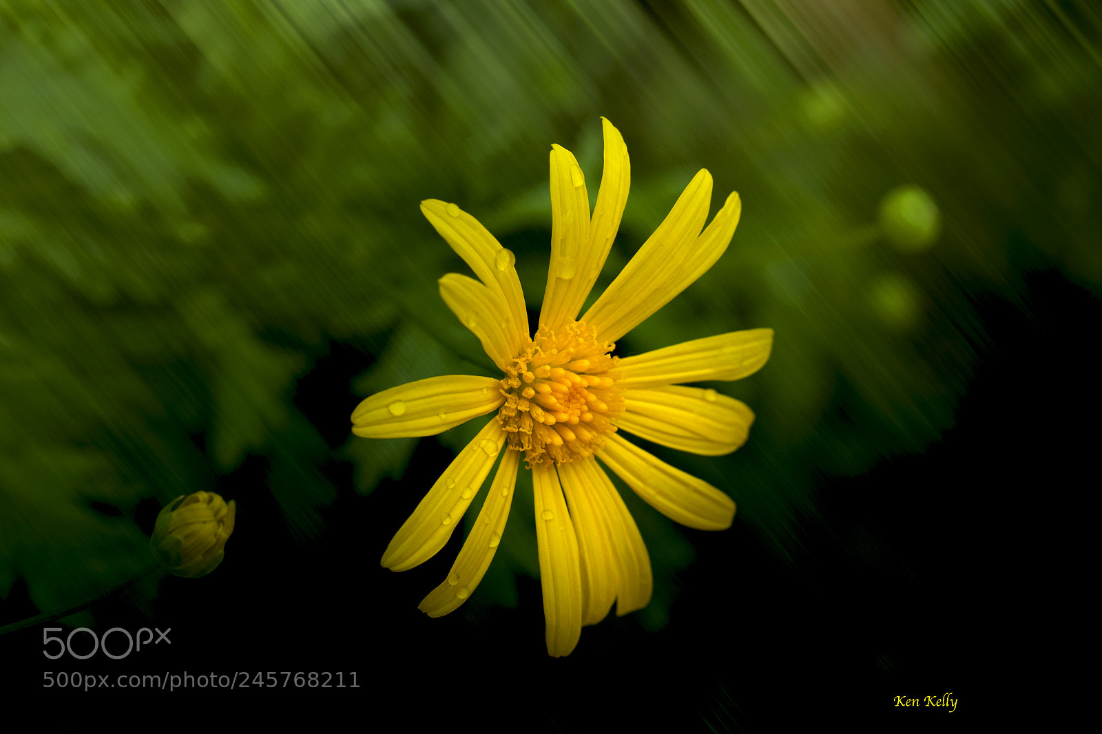 Canon EOS 7D Mark II sample photo. Daisy photography