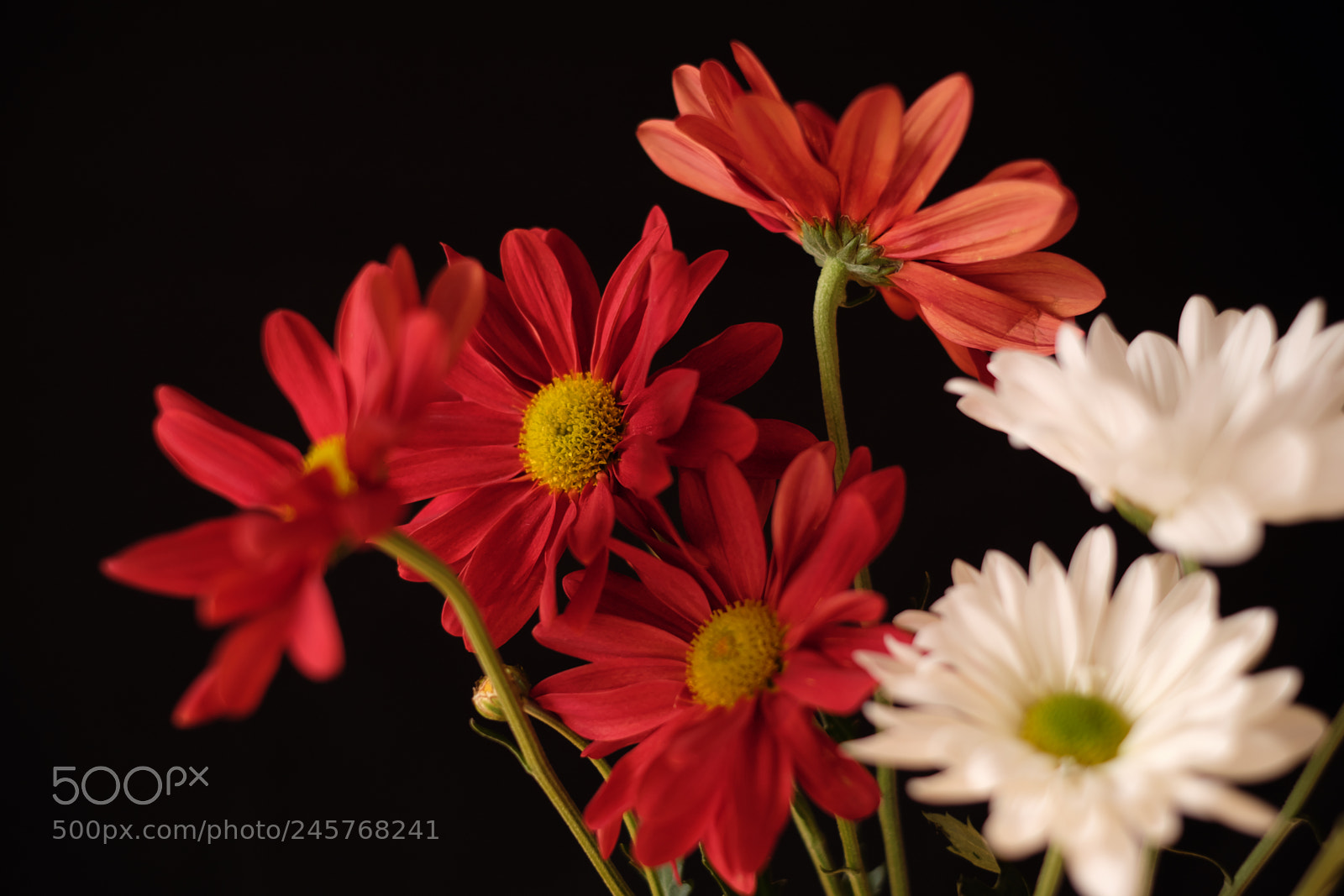 Fujifilm X-T10 sample photo. Red flowers next to photography
