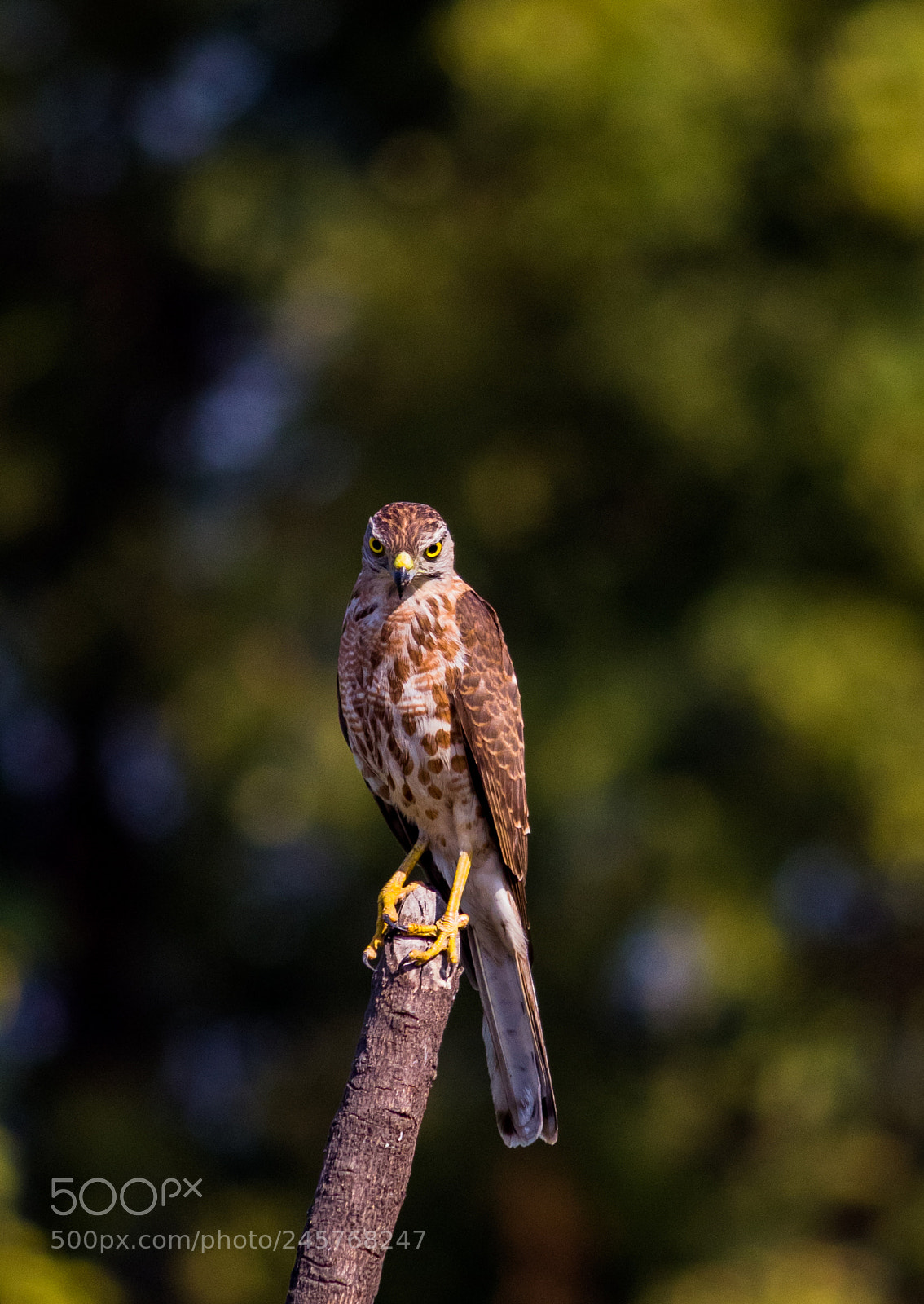 Canon EOS 700D (EOS Rebel T5i / EOS Kiss X7i) sample photo. Wildlife photography