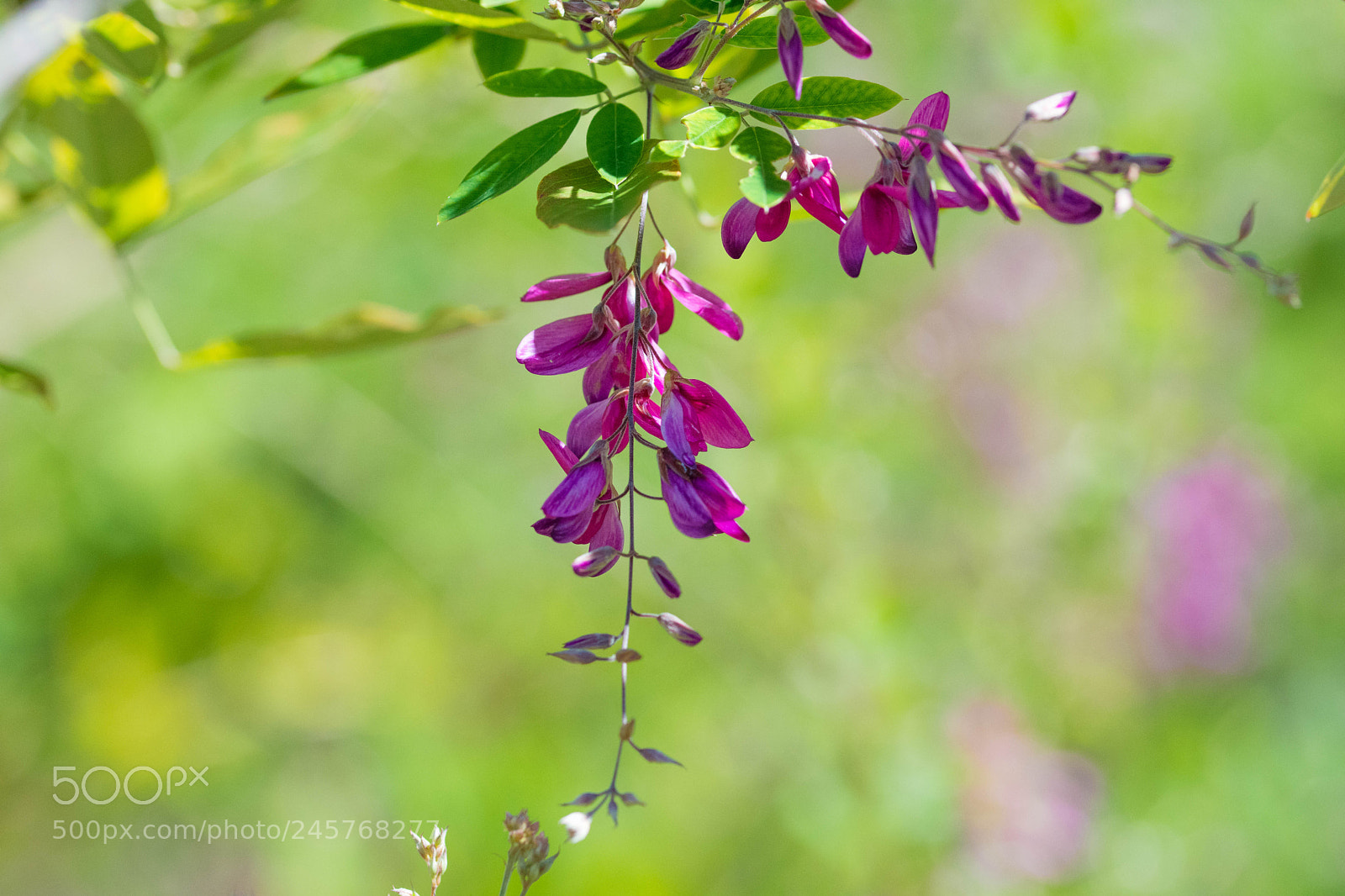 Nikon D7200 sample photo. Purple flowers photography