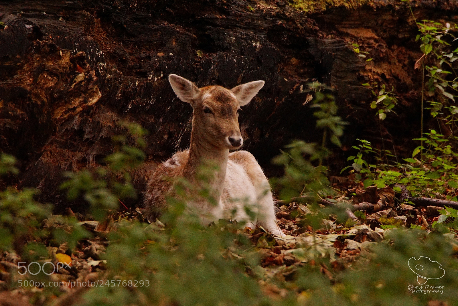 Sony ILCA-77M2 sample photo. Fallow deer female sitting photography