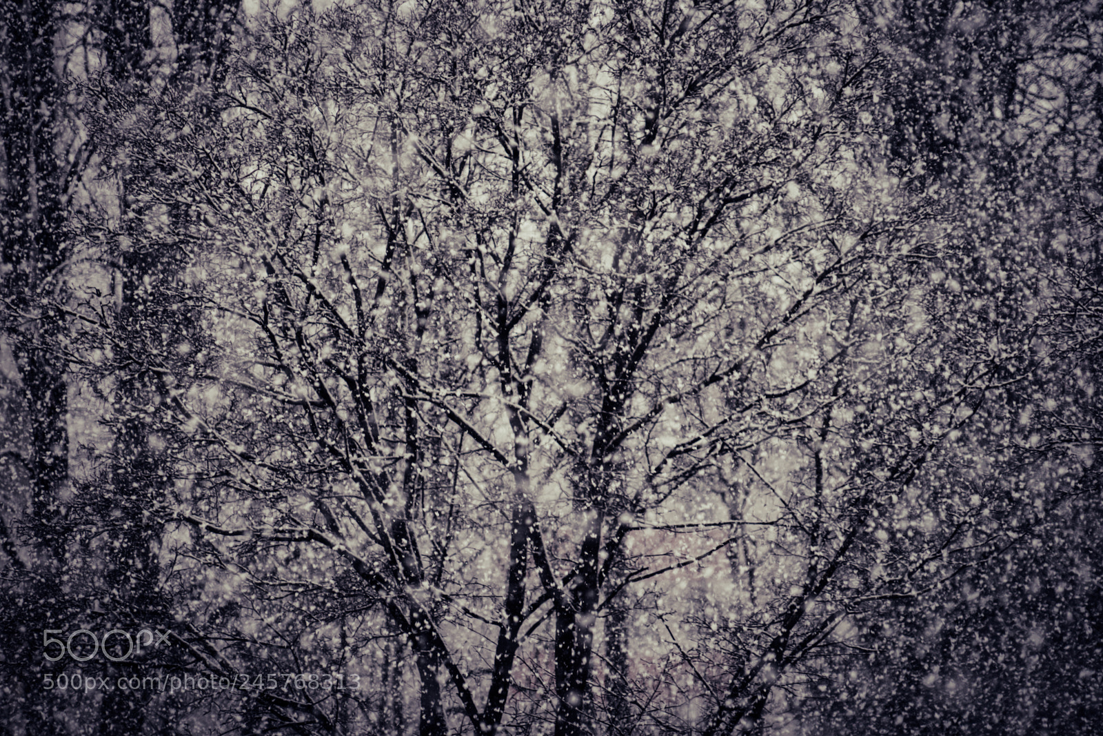 Sony a7 II sample photo. Snowing hard photography