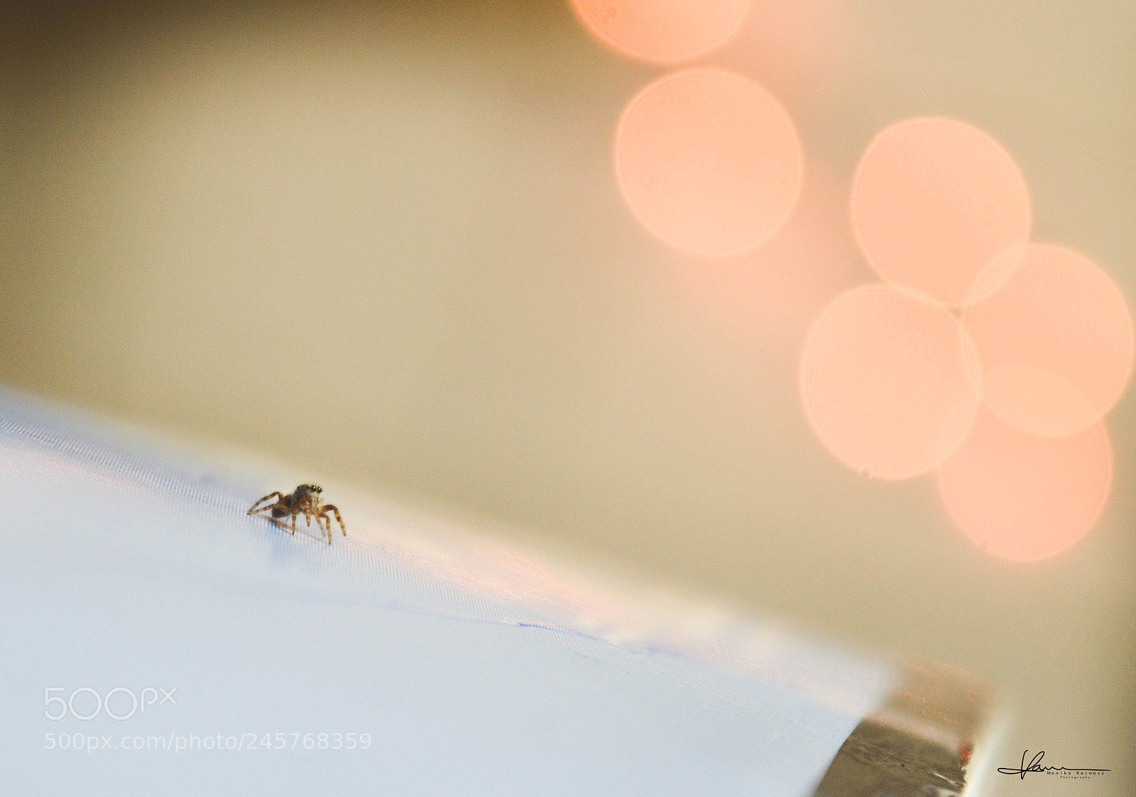 Nikon D3200 sample photo. Little spider photography