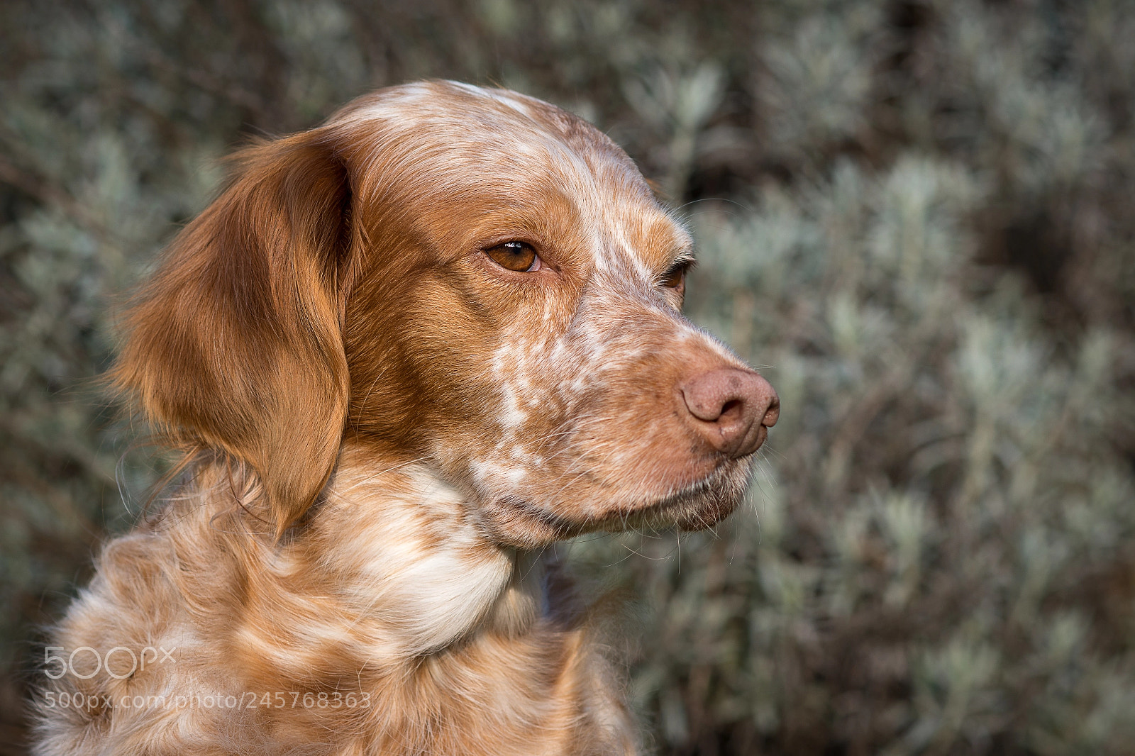 Nikon D7200 sample photo. Koukla photography