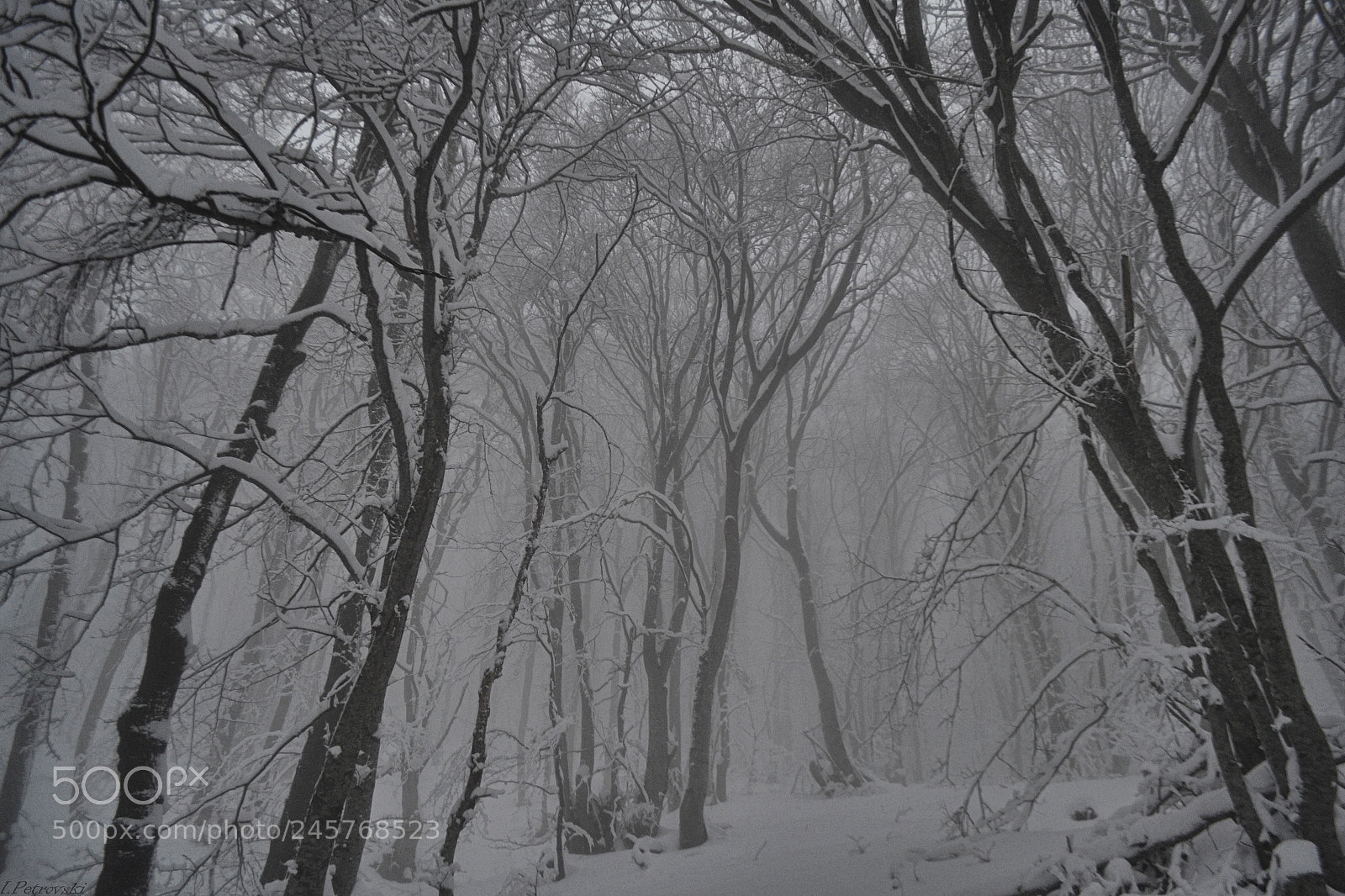Nikon D3100 sample photo. Misty forest photography