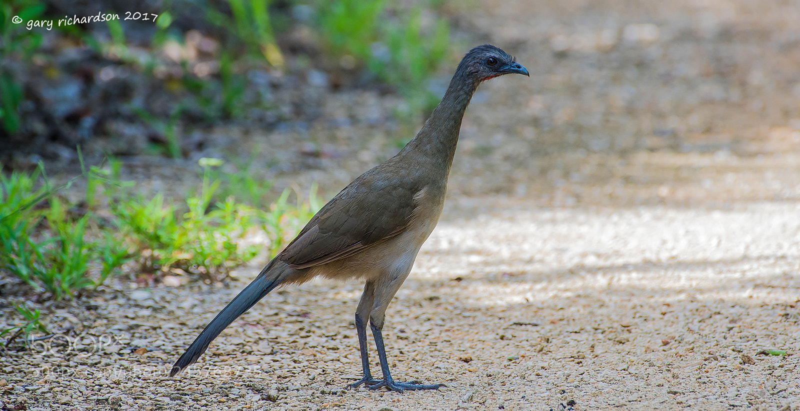 Nikon D500 sample photo. Plain chacalaca mexico photography