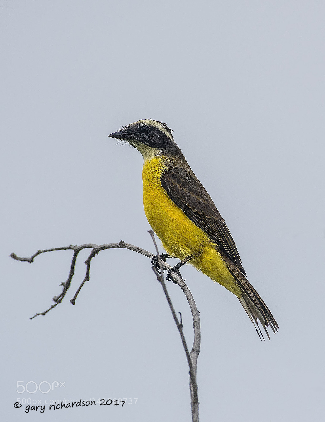 Nikon D500 sample photo. Social flycatcher mexico photography