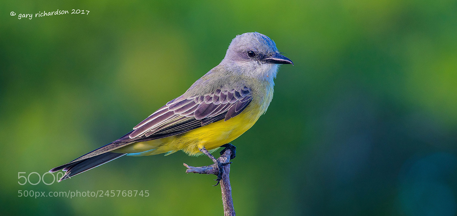 Nikon D500 sample photo. Tropical kingbird mexico () photography
