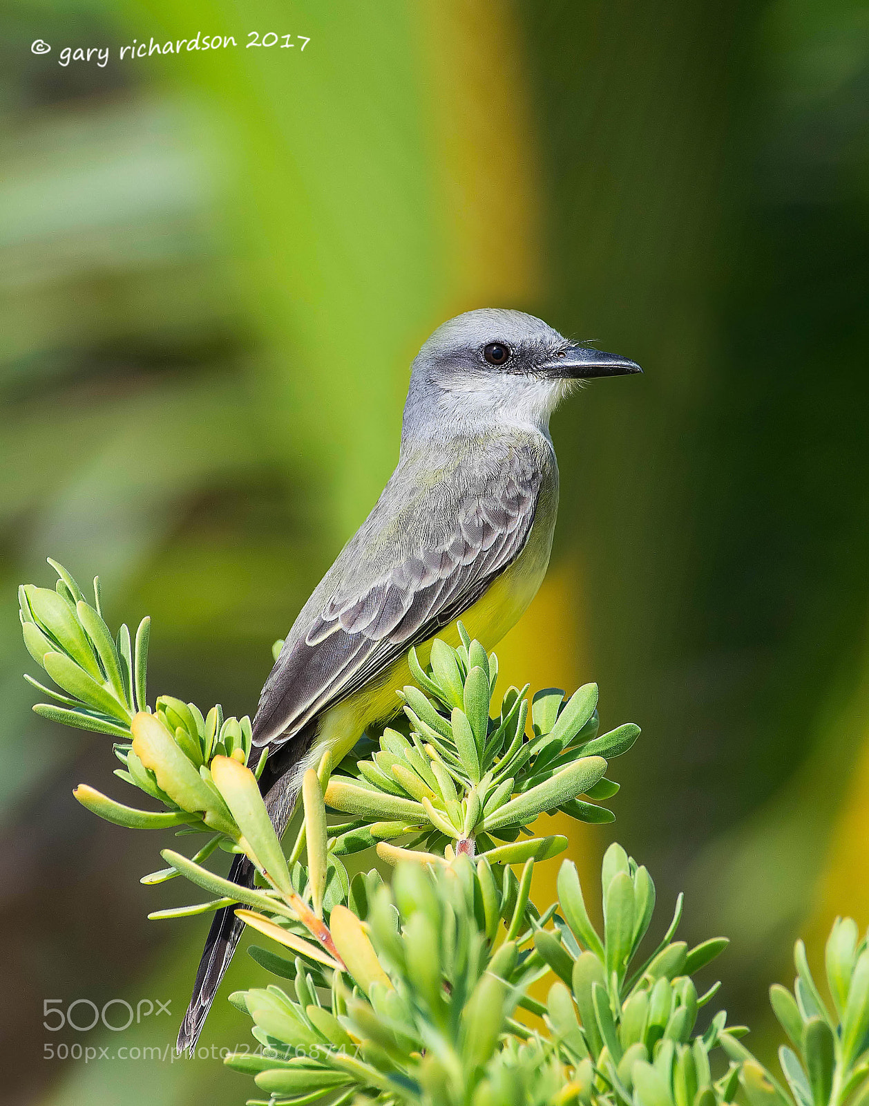 Nikon D500 sample photo. Tropical kingbird mexico () photography