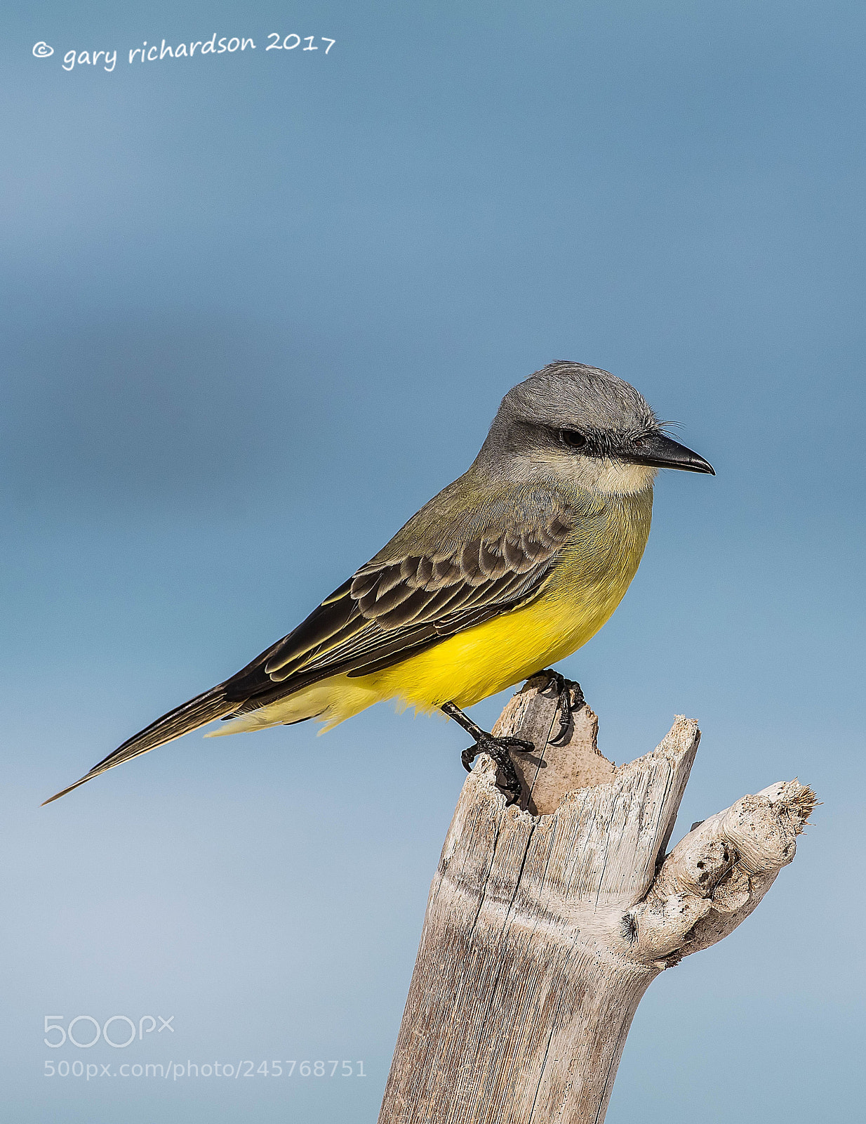 Nikon D500 sample photo. Tropical kingbird mexico () photography