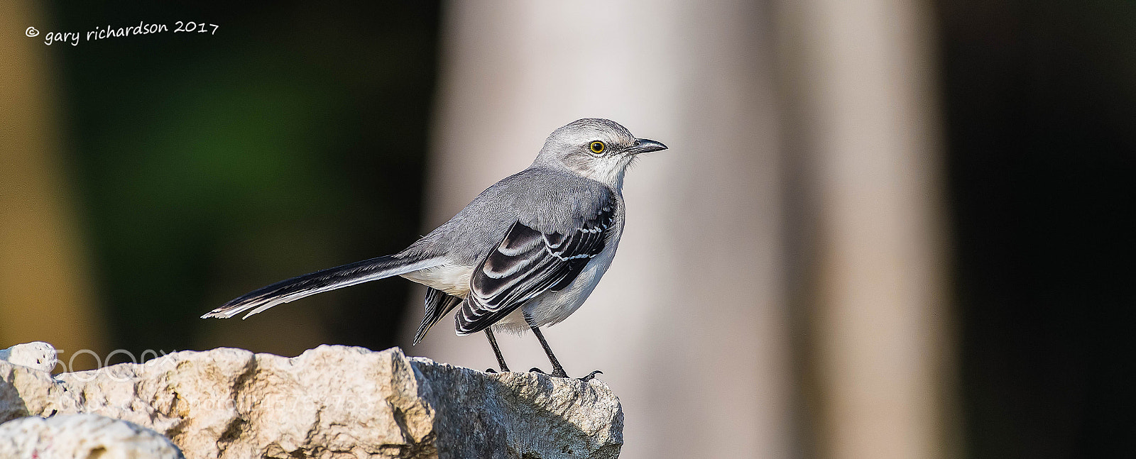 Nikon D500 sample photo. Tropical mockingbird mexico () photography