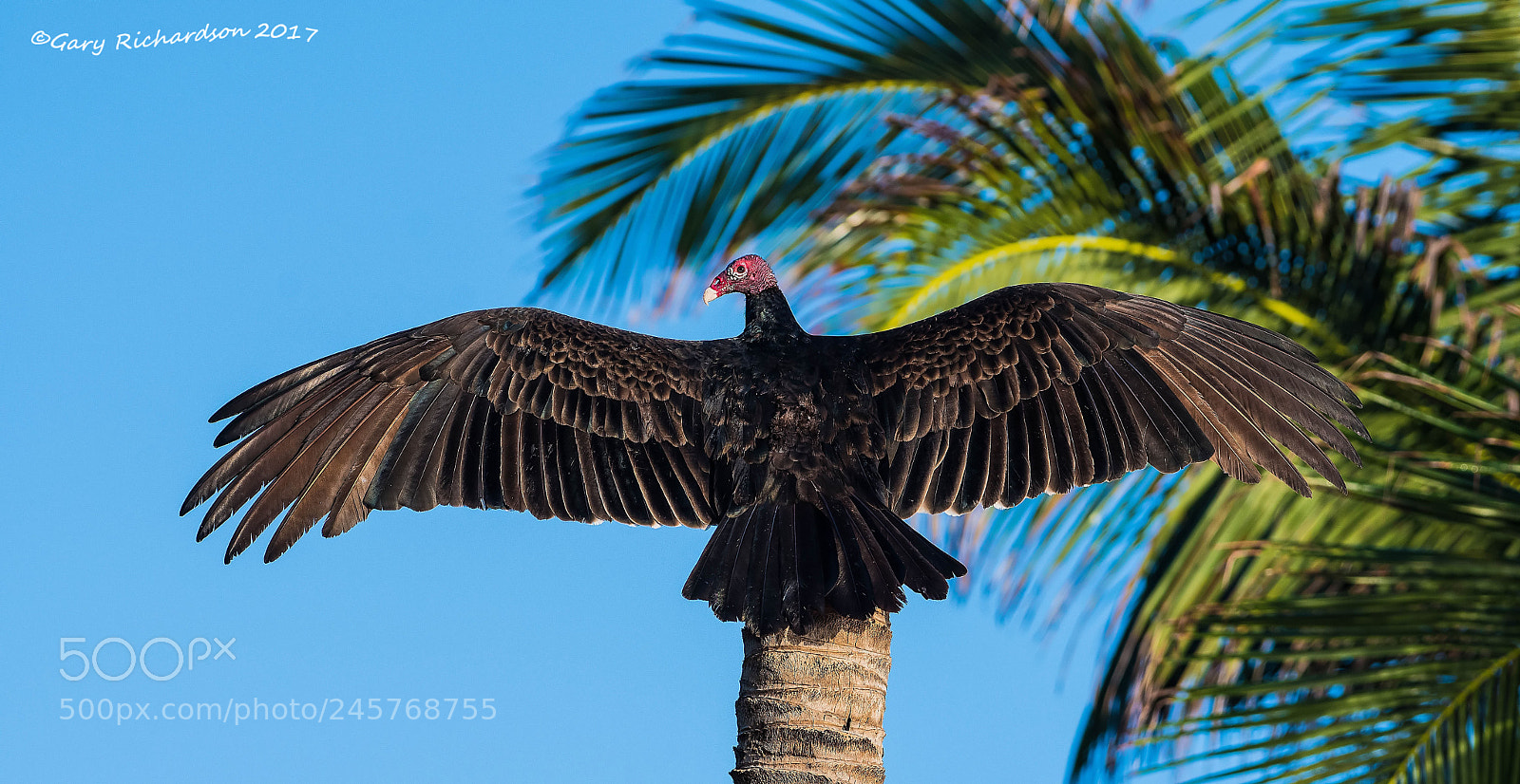 Nikon D500 sample photo. Turkey vulture mexico photography