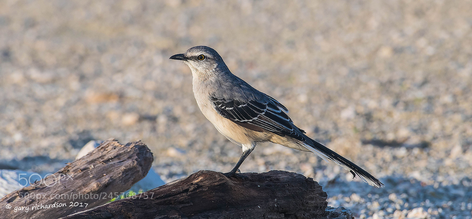 Nikon D500 sample photo. Tropical mockingbird mexico () photography