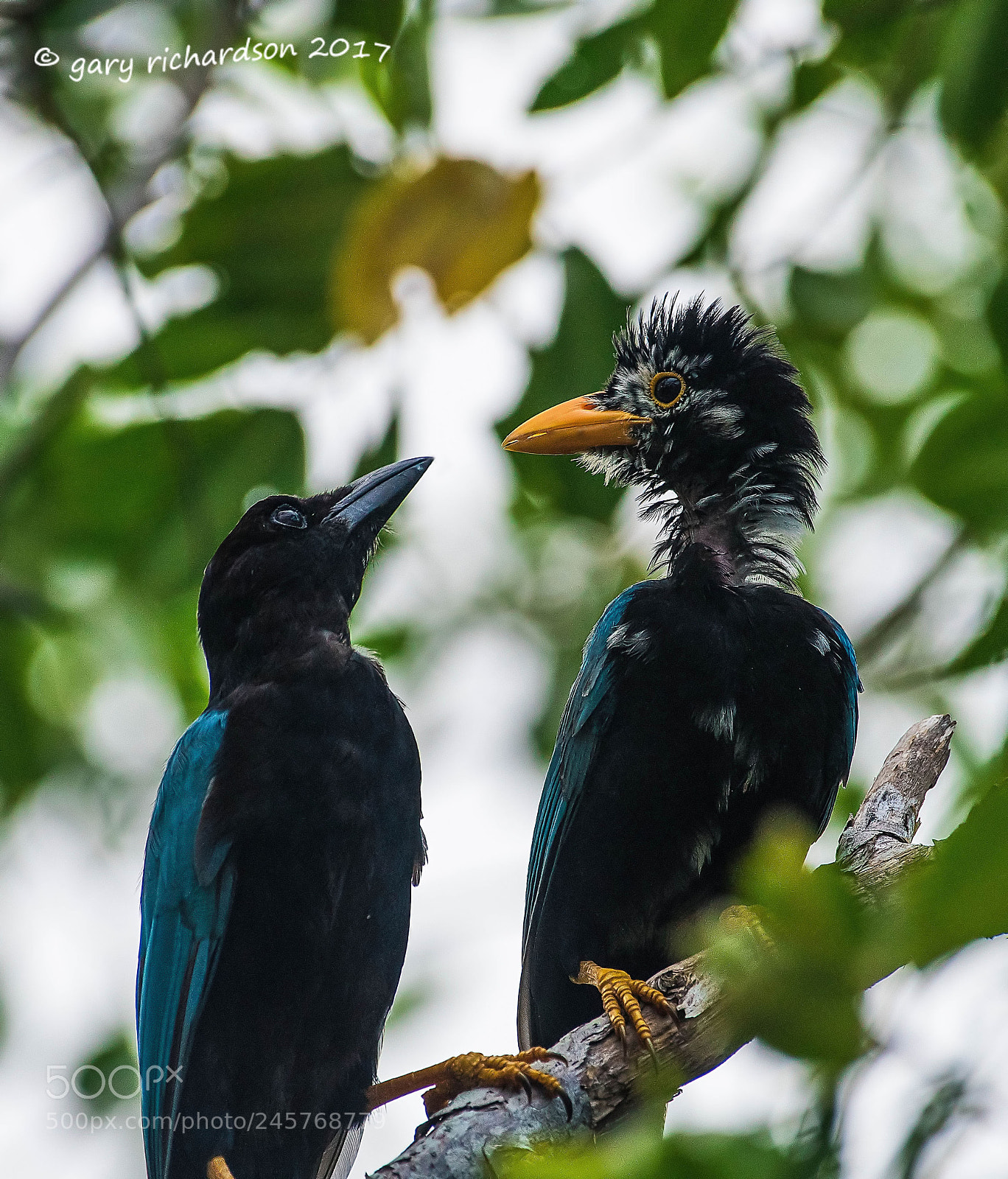 Nikon D500 sample photo. Yucatan jay mexico photography