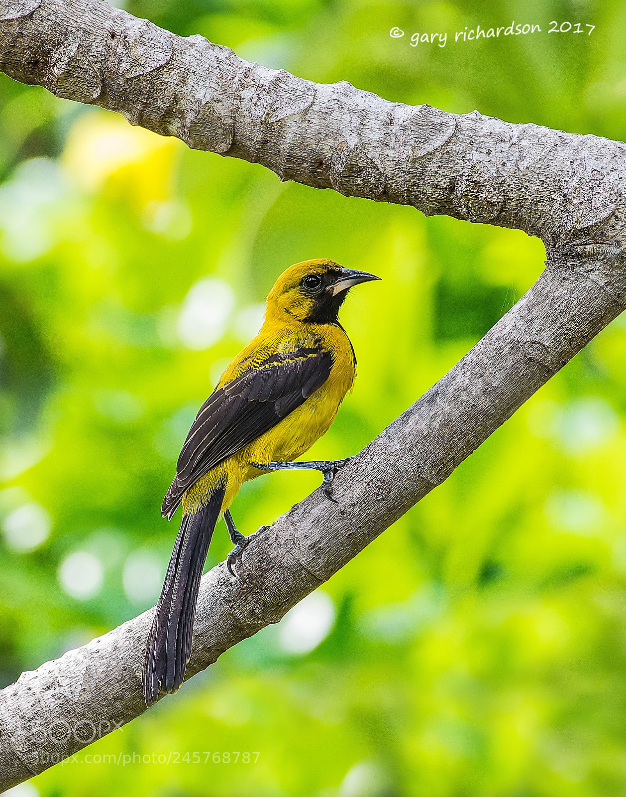 Nikon D500 sample photo. Yellow backed oriole mexico photography