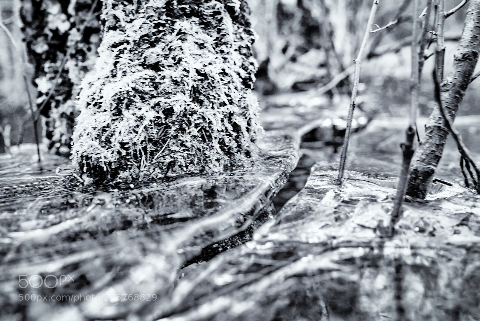 Nikon D810 sample photo. Frozen photography