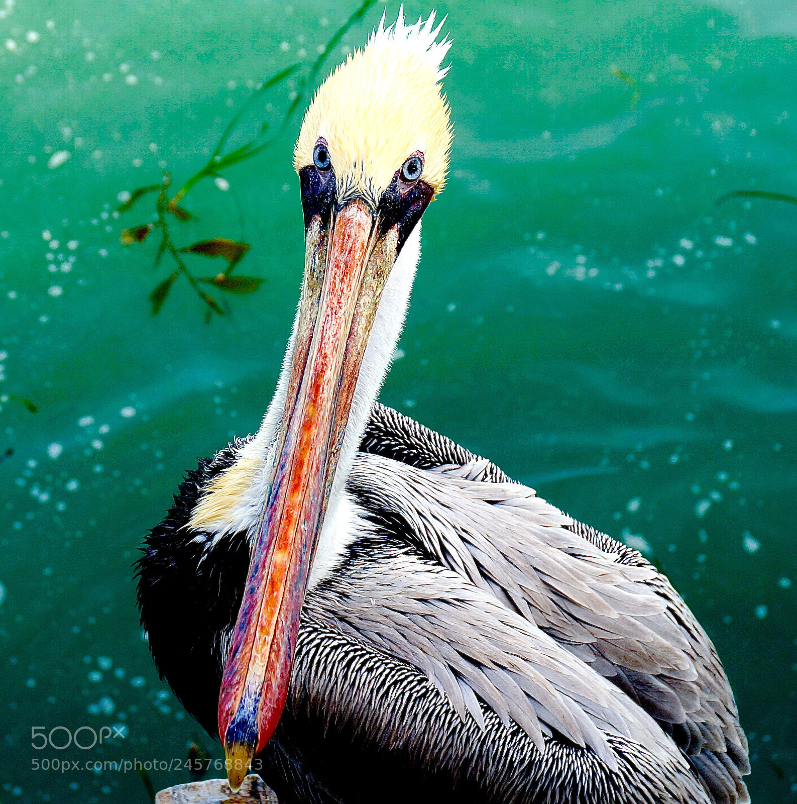 Sony Alpha NEX-6 sample photo. Pelican stare photography
