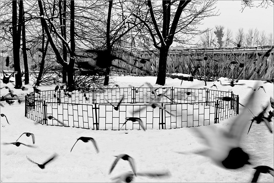 Nikon D610 sample photo. Raid of birds photography