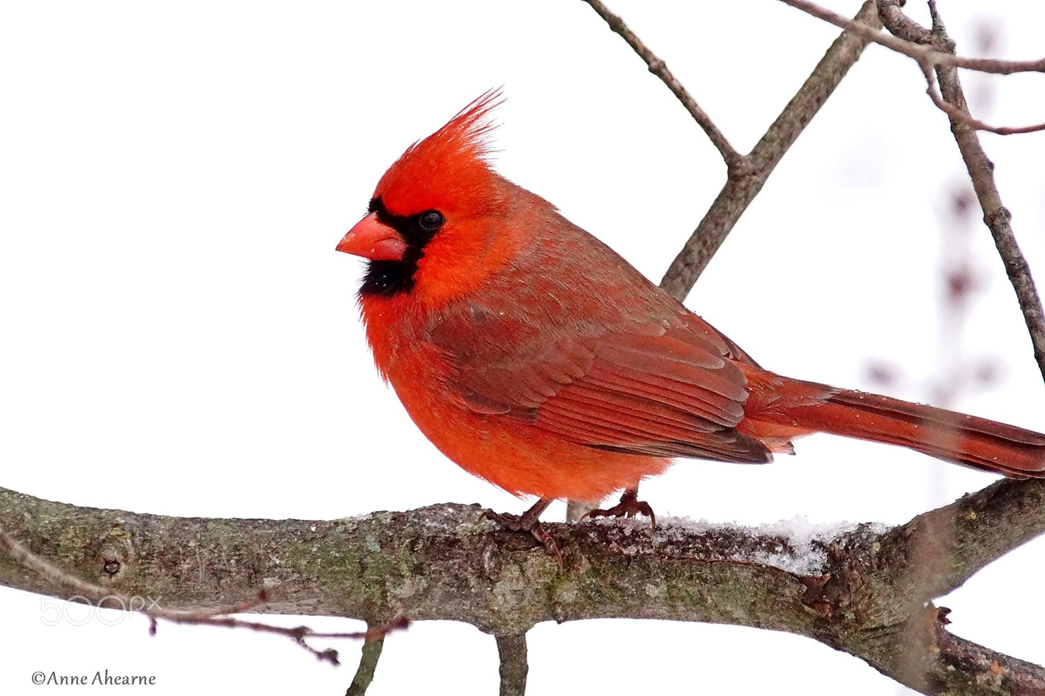 Sony ILCA-77M2 sample photo. Northern cardinal (male) photography