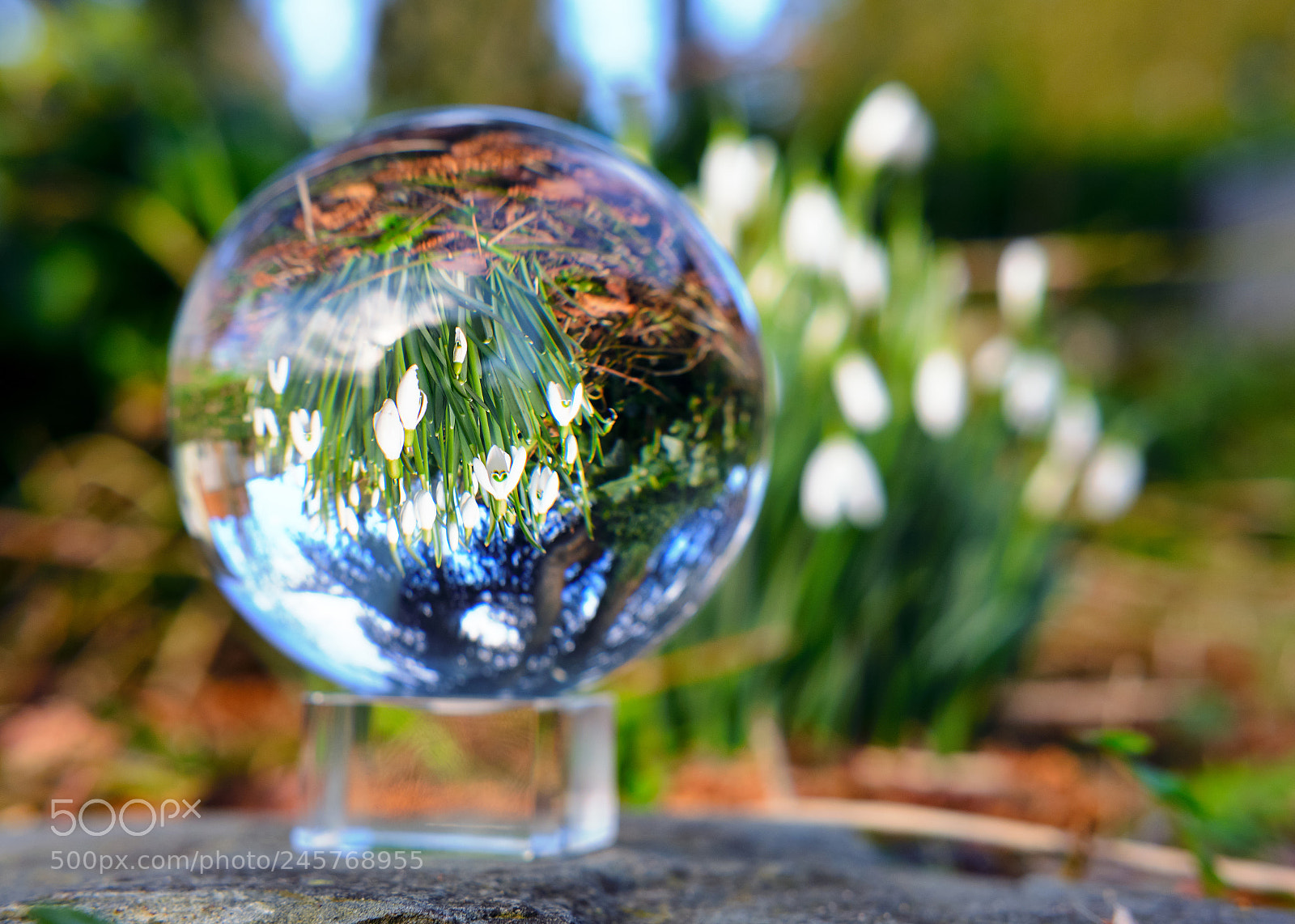 Fujifilm X-T2 sample photo. Snowdrops inverse photography
