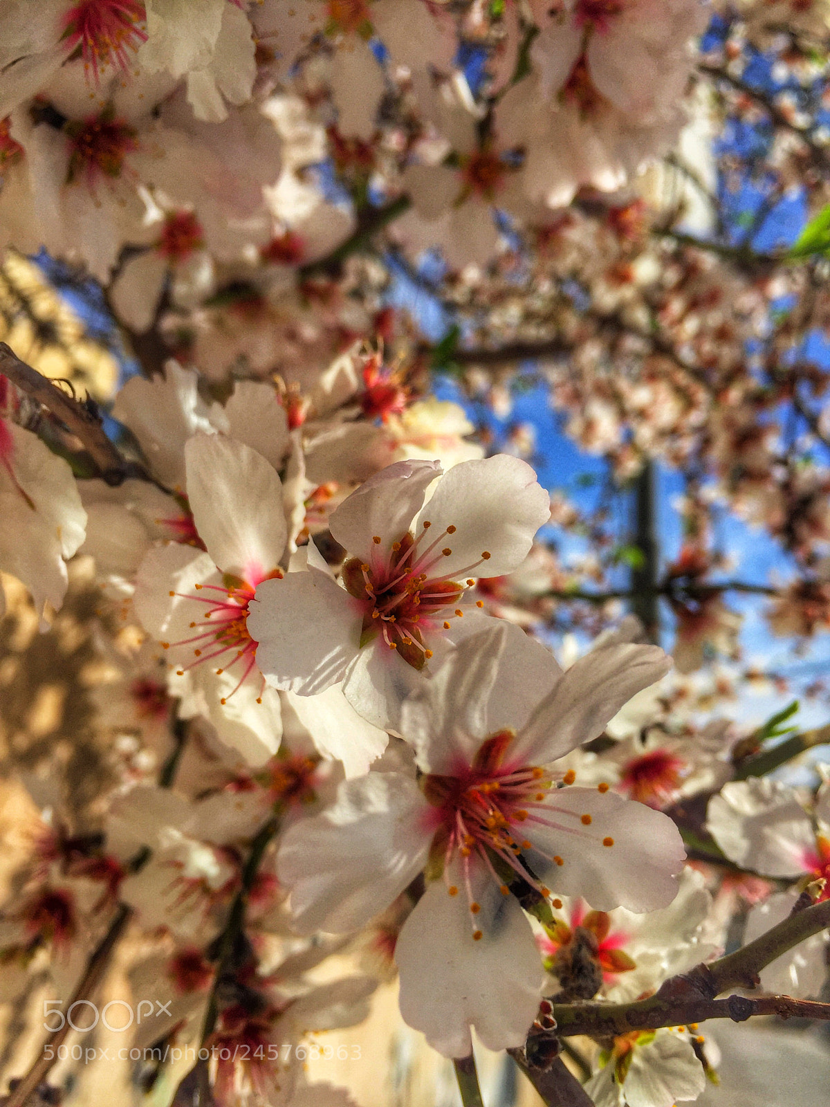 Apple iPhone 6 sample photo. Loziat tree!! photography