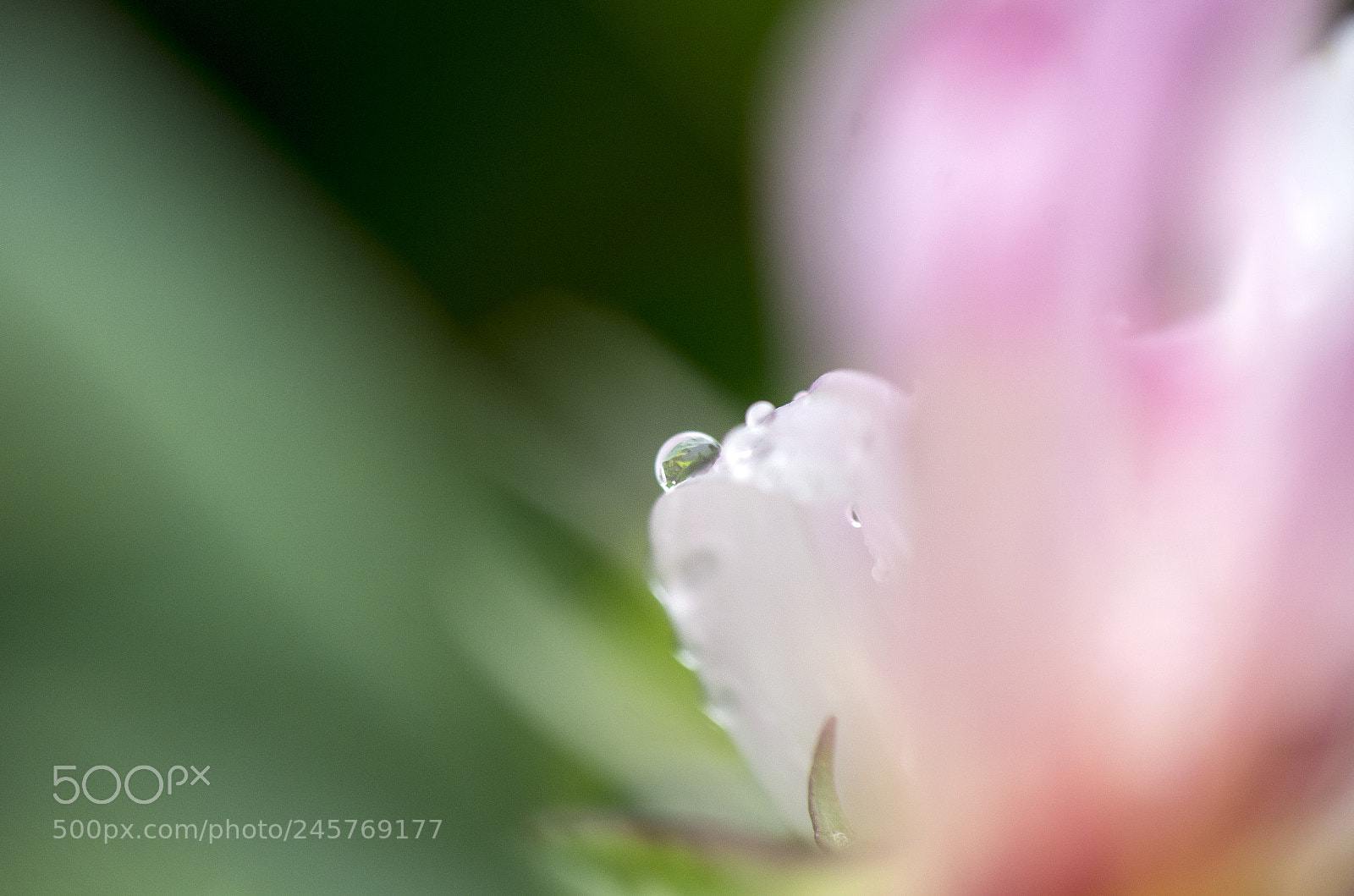 Pentax K-5 sample photo. Drop photography