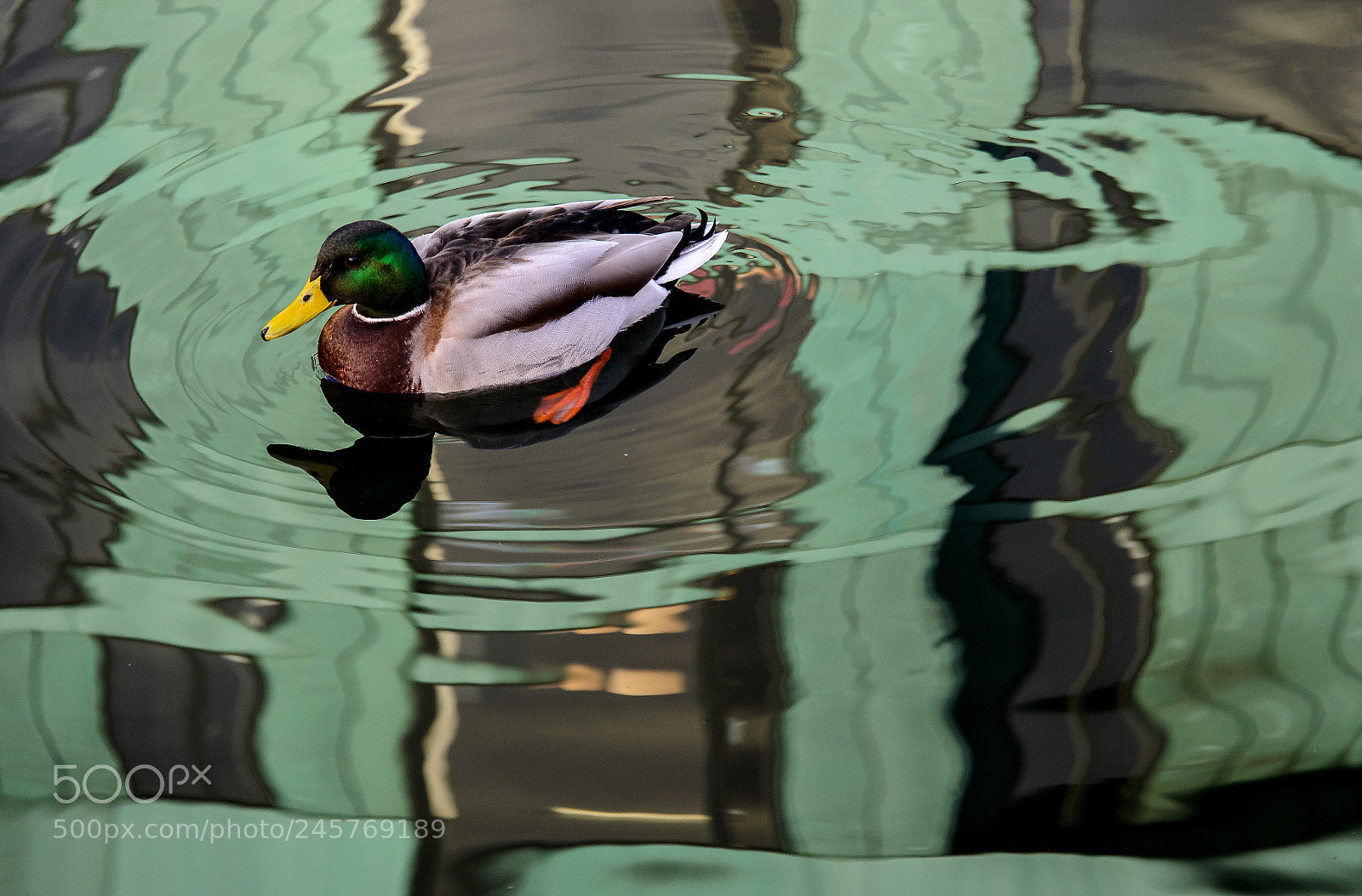 Nikon D5100 sample photo. Mallard in green photography