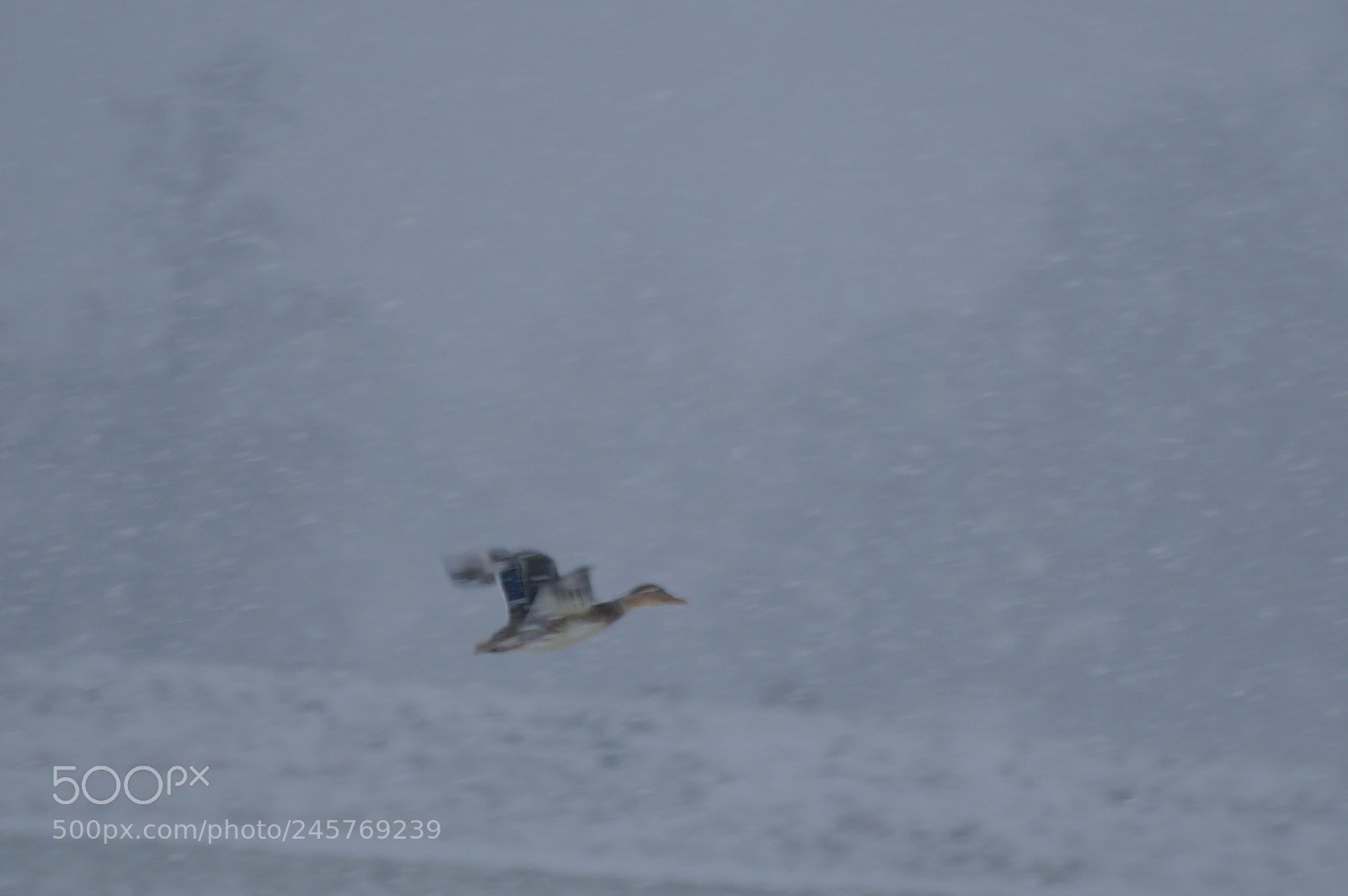 Sony Alpha NEX-6 sample photo. Flying duck in a photography