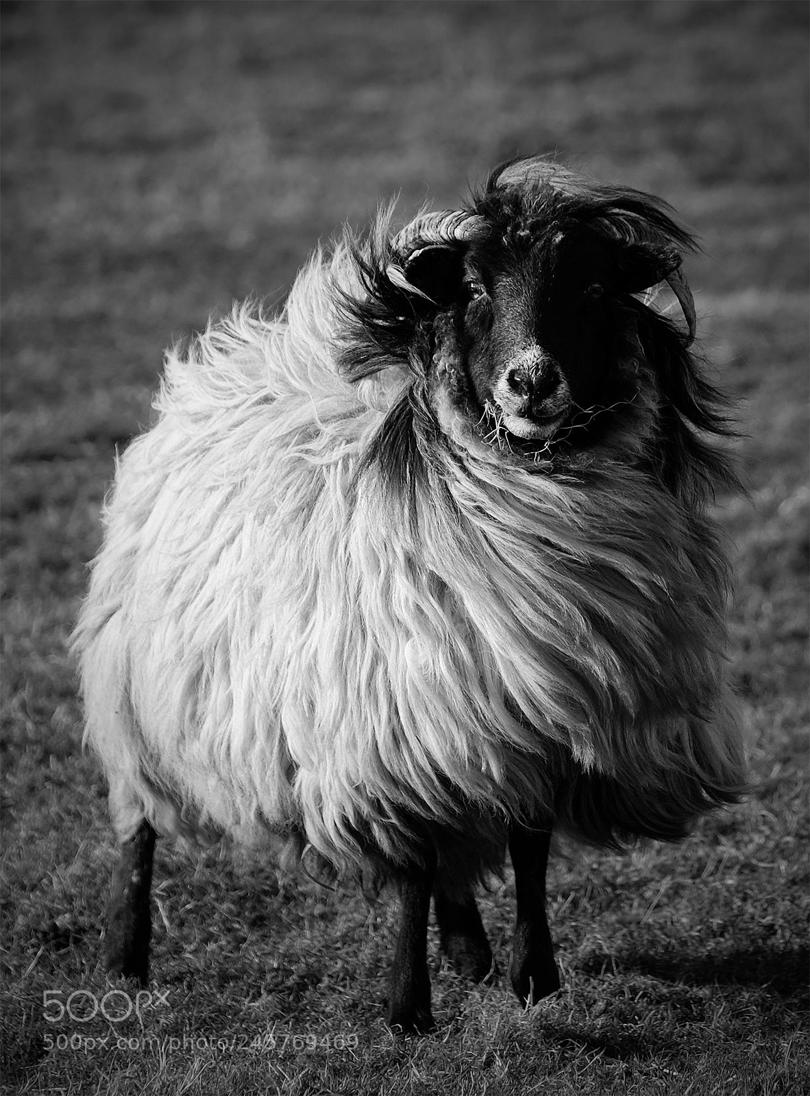 Fujifilm X-T2 sample photo. Because you're worth it photography