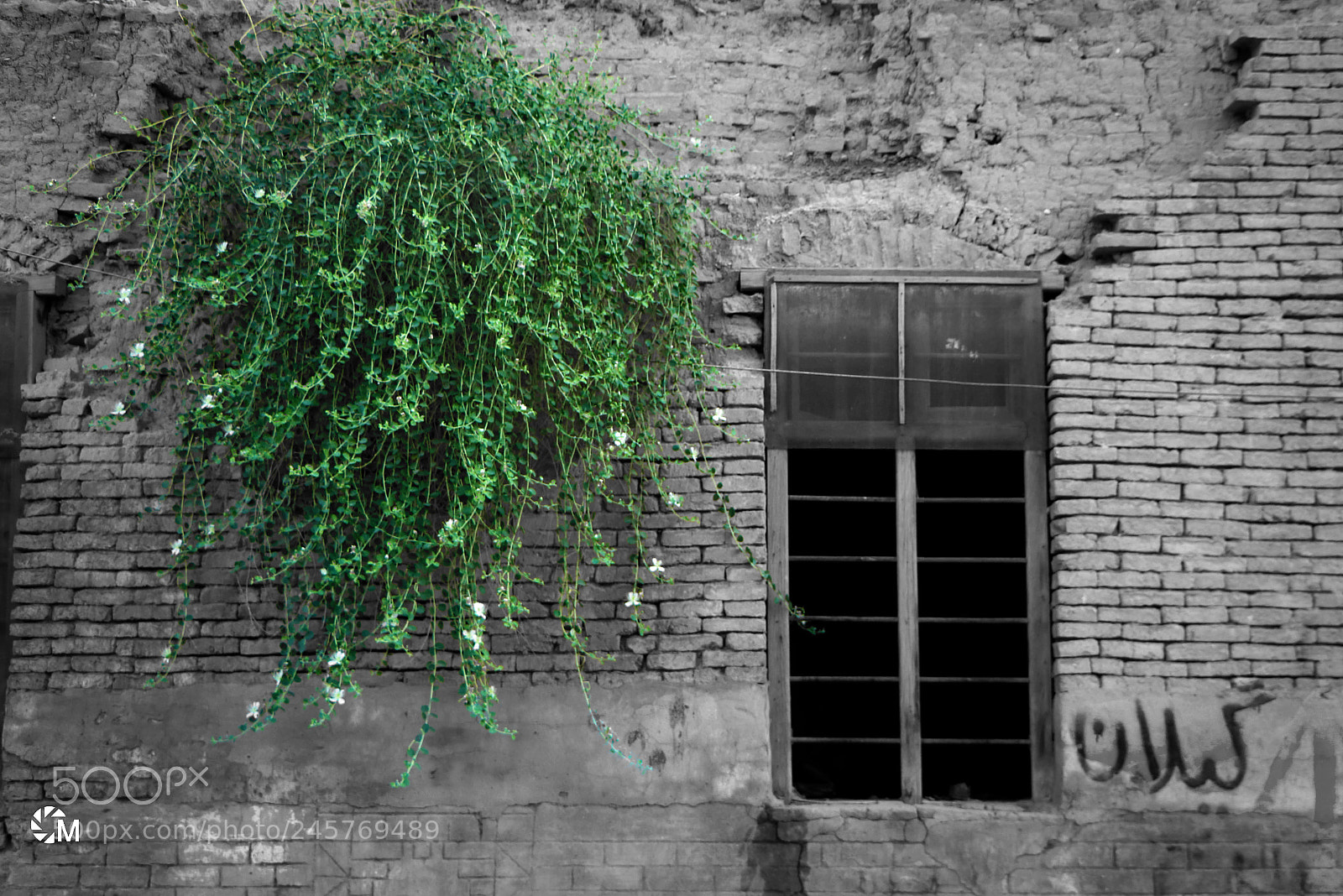 Canon EOS 760D (EOS Rebel T6s / EOS 8000D) sample photo. Life after death iso200 photography