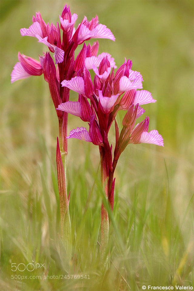 Nikon D800 sample photo. Orchis papilionacea photography