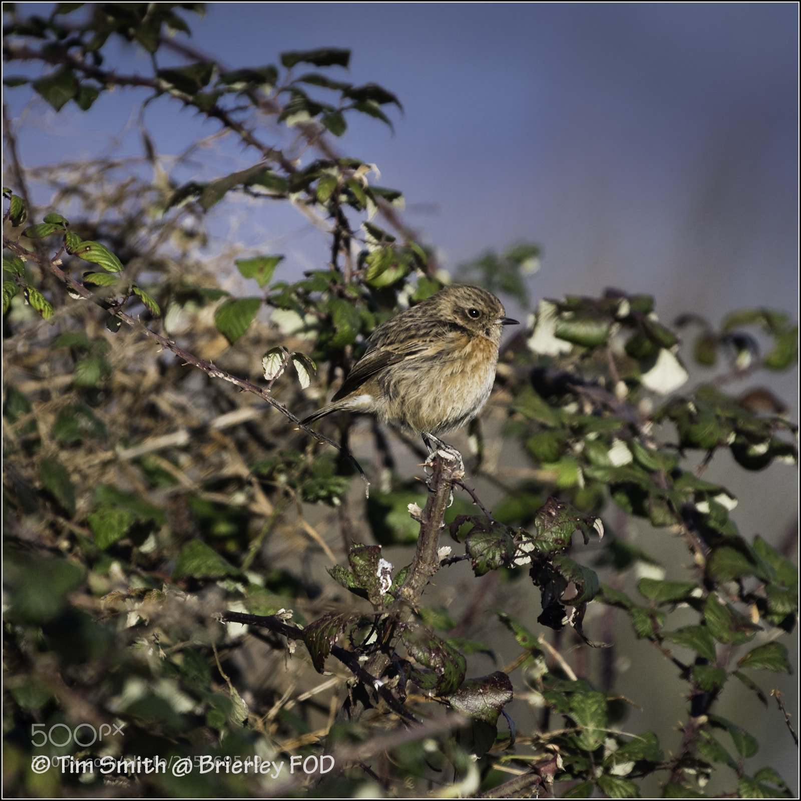 Nikon D500 sample photo. Female reed bunting photography