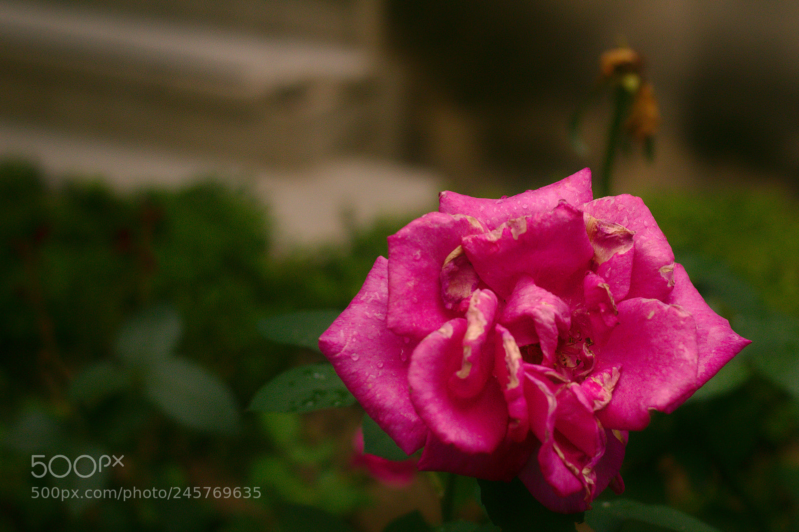Canon EOS 1300D (EOS Rebel T6 / EOS Kiss X80) sample photo. Solitary flower flor solit photography