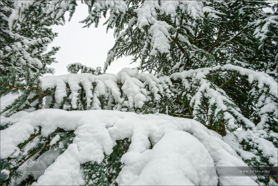 Sony a99 II sample photo. Beautiful pinetree snowcovered after photography
