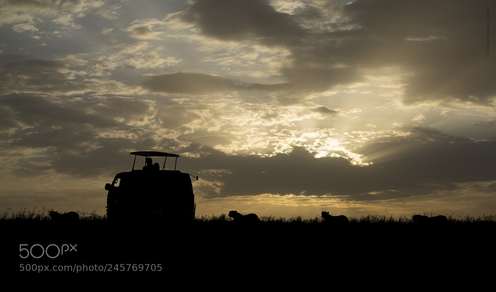 Canon EOS-1D X sample photo. Sunset cheetahs photography