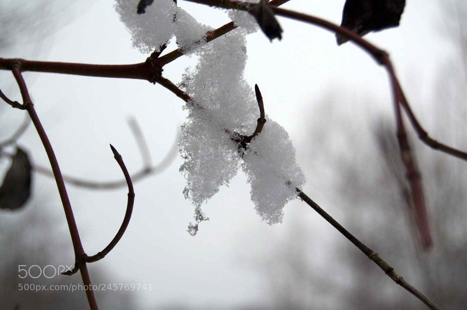 Nikon D3100 sample photo. Filigran photography