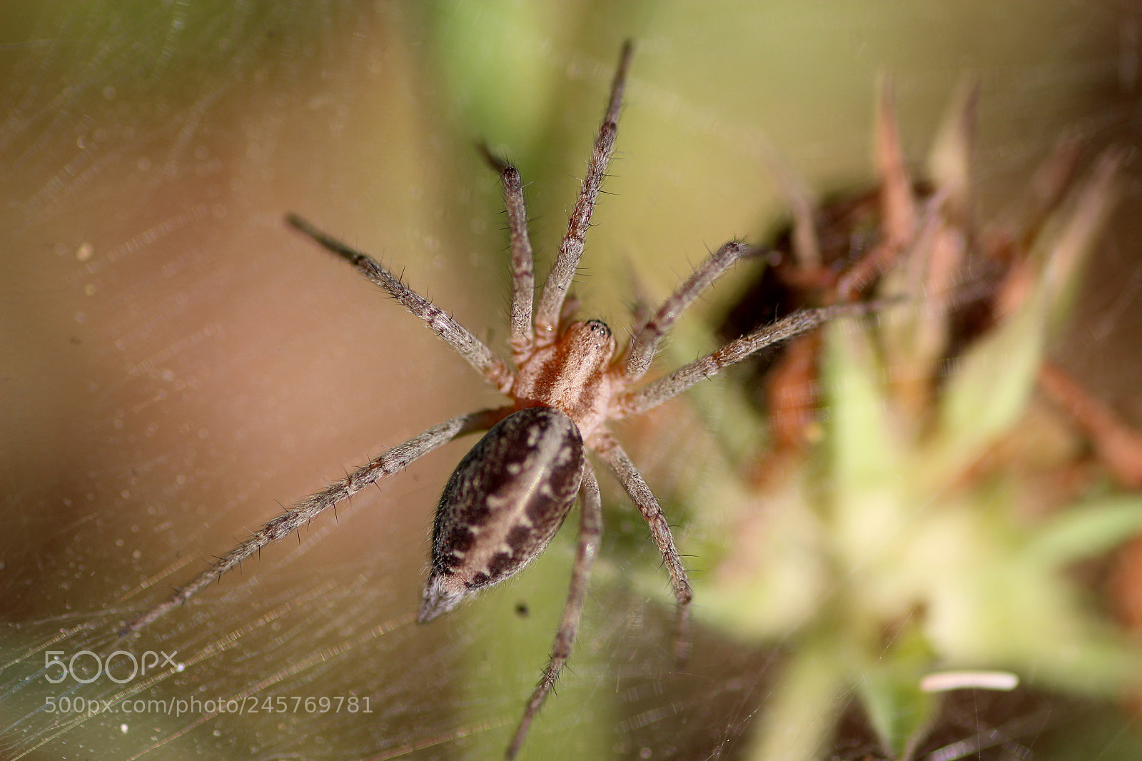 Canon EOS 600D (Rebel EOS T3i / EOS Kiss X5) sample photo. Spider..... photography