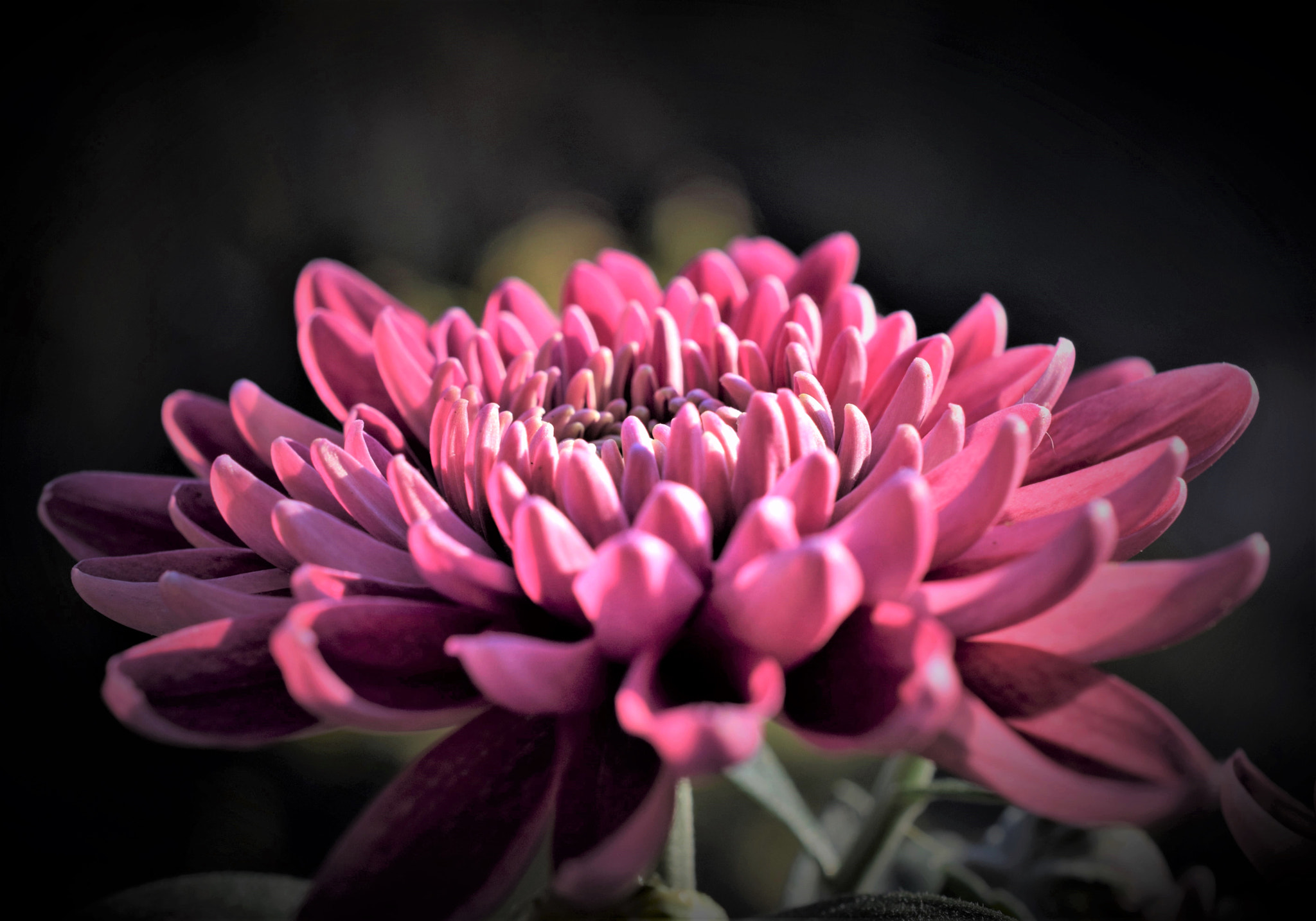 Nikon D5300 + Nikon AF-S DX Micro Nikkor 40mm F2.8 sample photo. Chrysanthemum photography