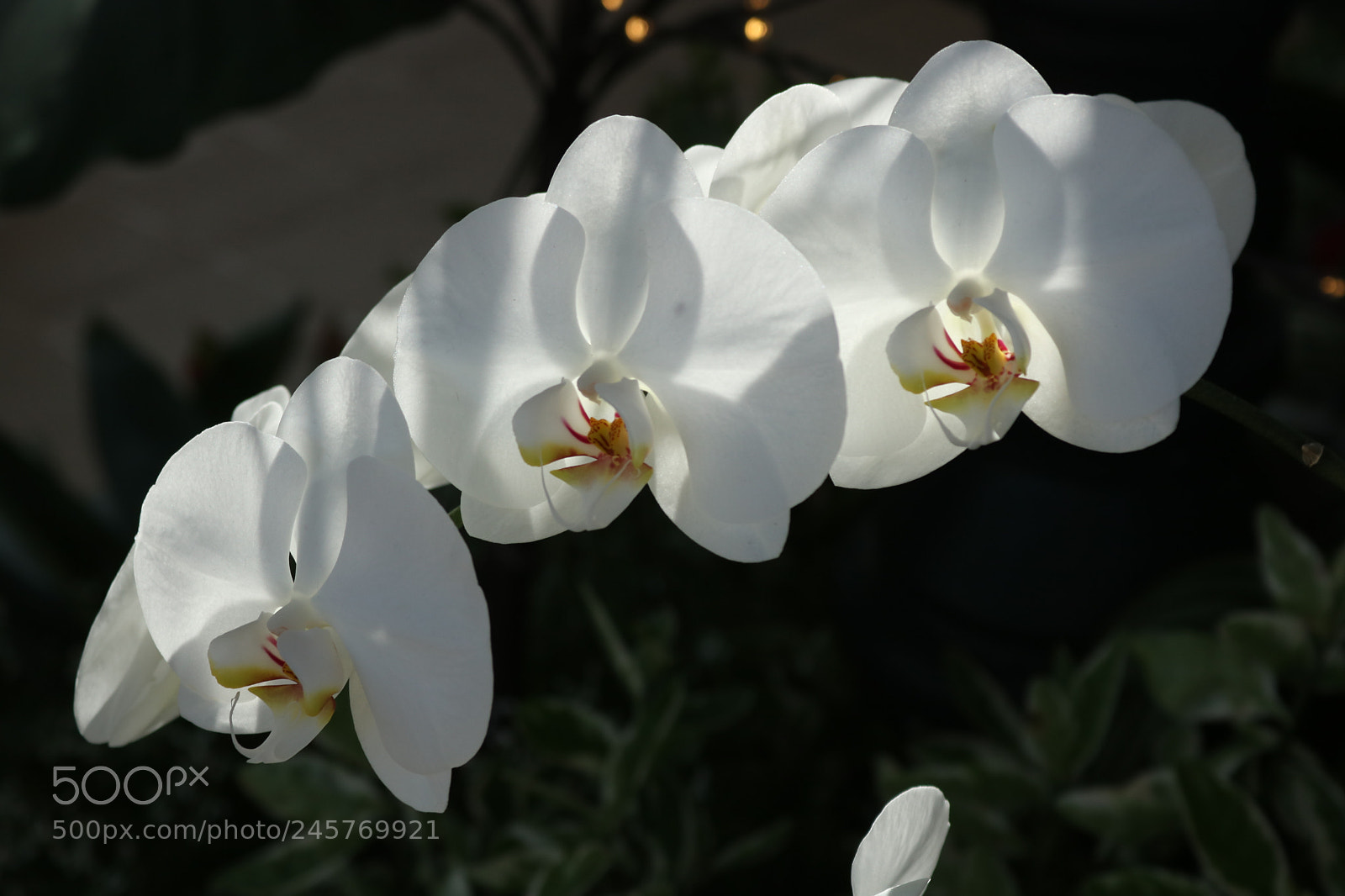 Canon EOS 750D (EOS Rebel T6i / EOS Kiss X8i) sample photo. () photography