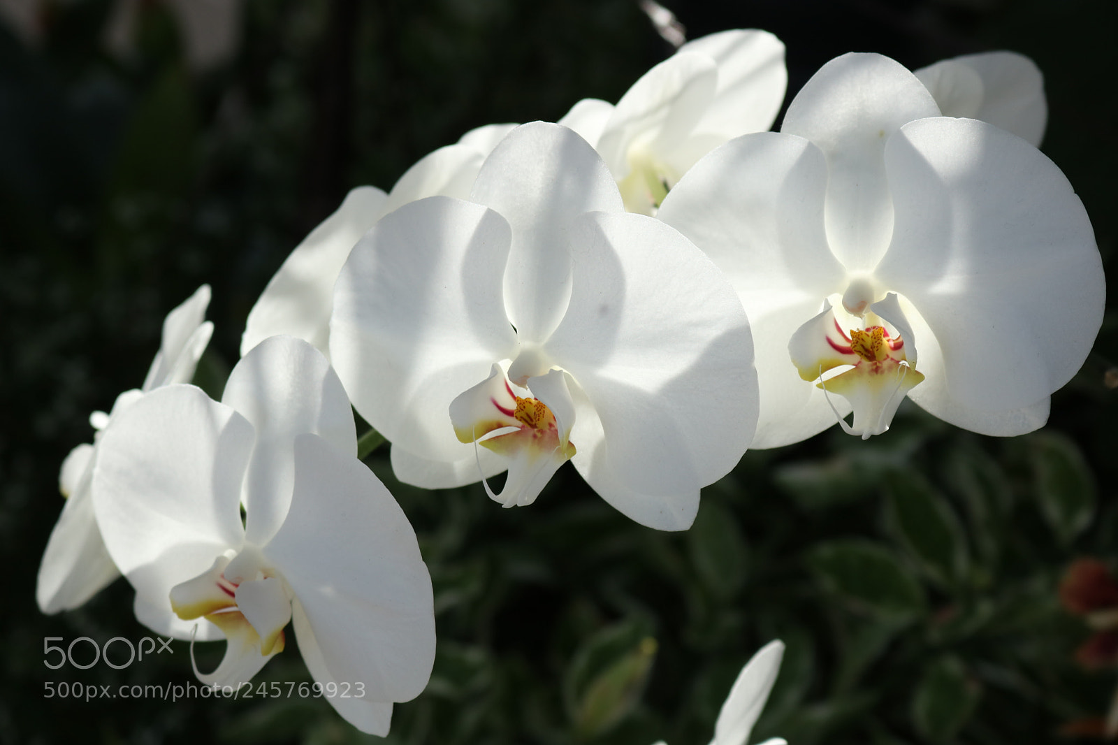 Canon EOS 750D (EOS Rebel T6i / EOS Kiss X8i) sample photo. () photography